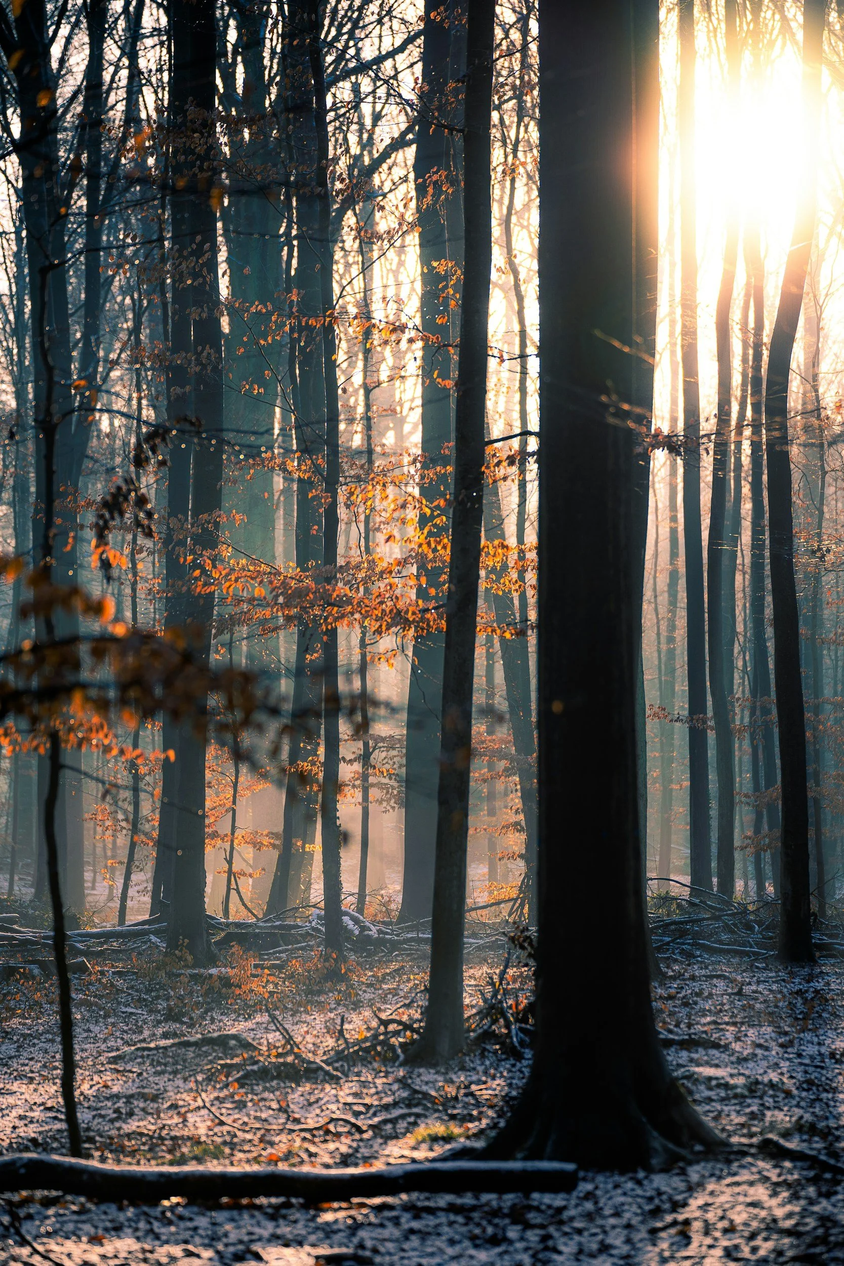 Winter Survival