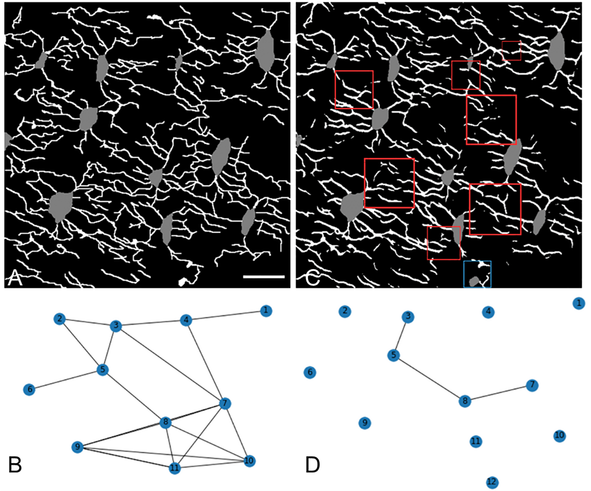 Deep learning models to map osteocyte networks