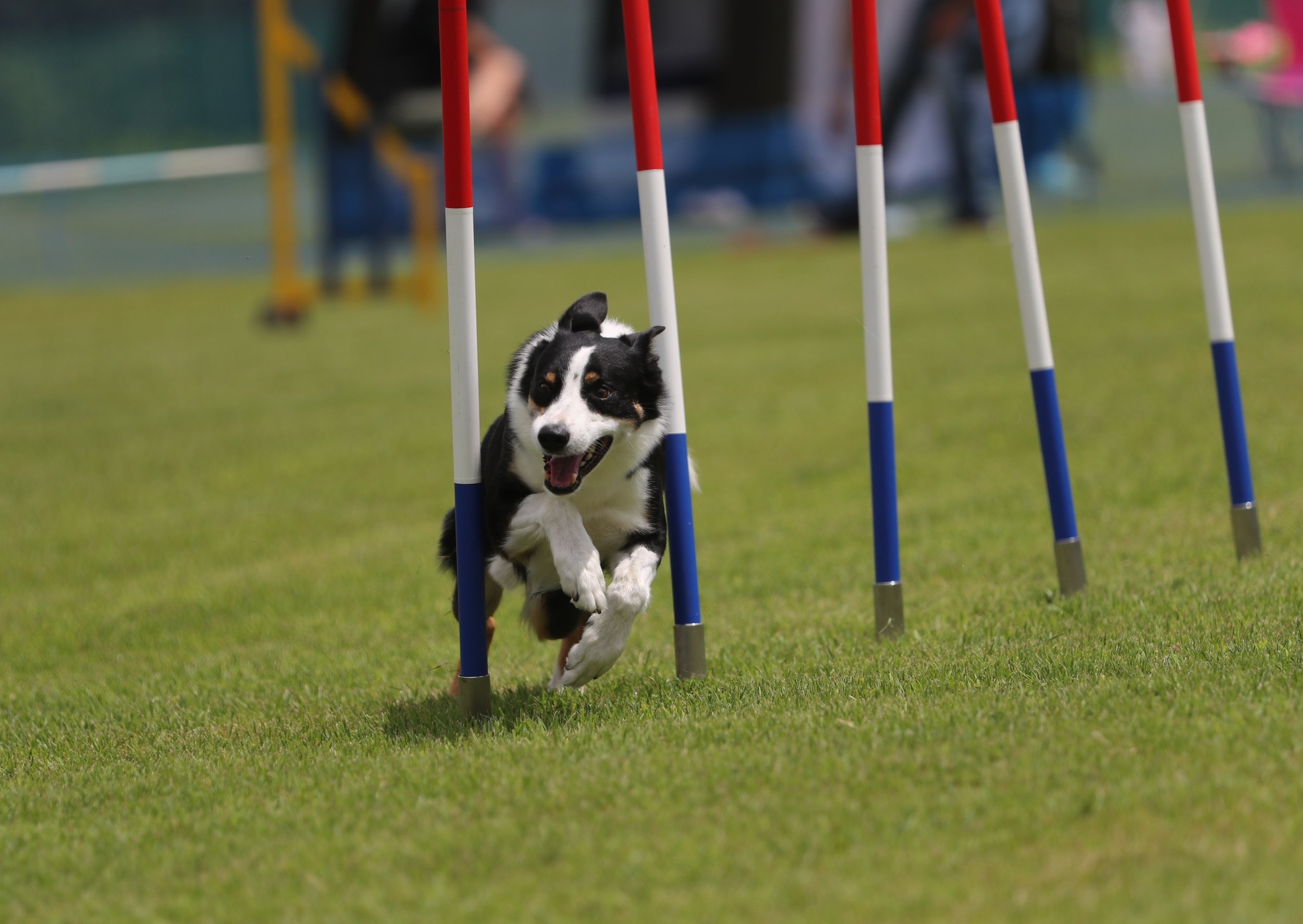 Animais de desporto e trabalho - Petosteo