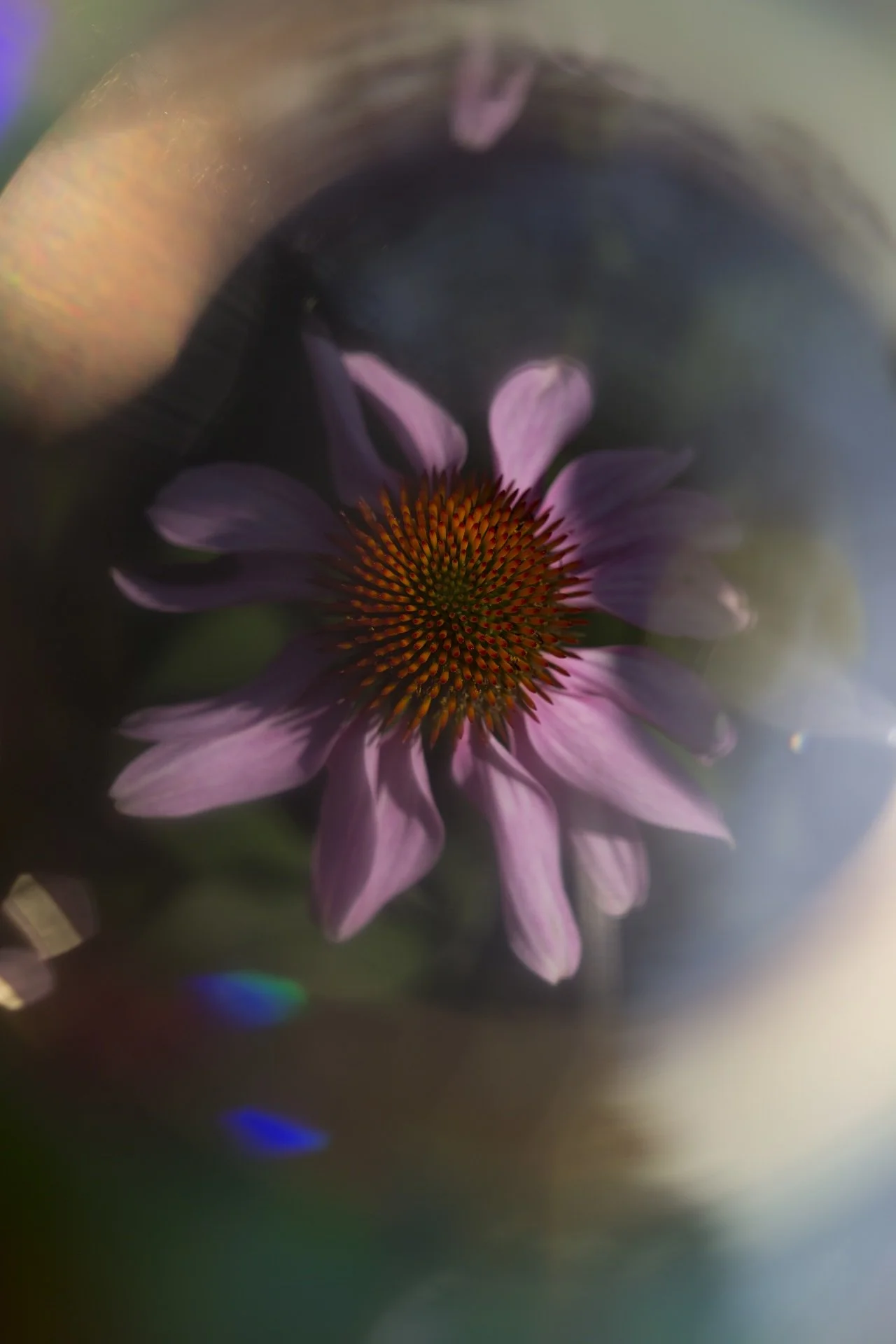 Ethereal-Purple-Echinacea-Flower-Bloom-III-TallieGareyPhotography-8785-web.jpg