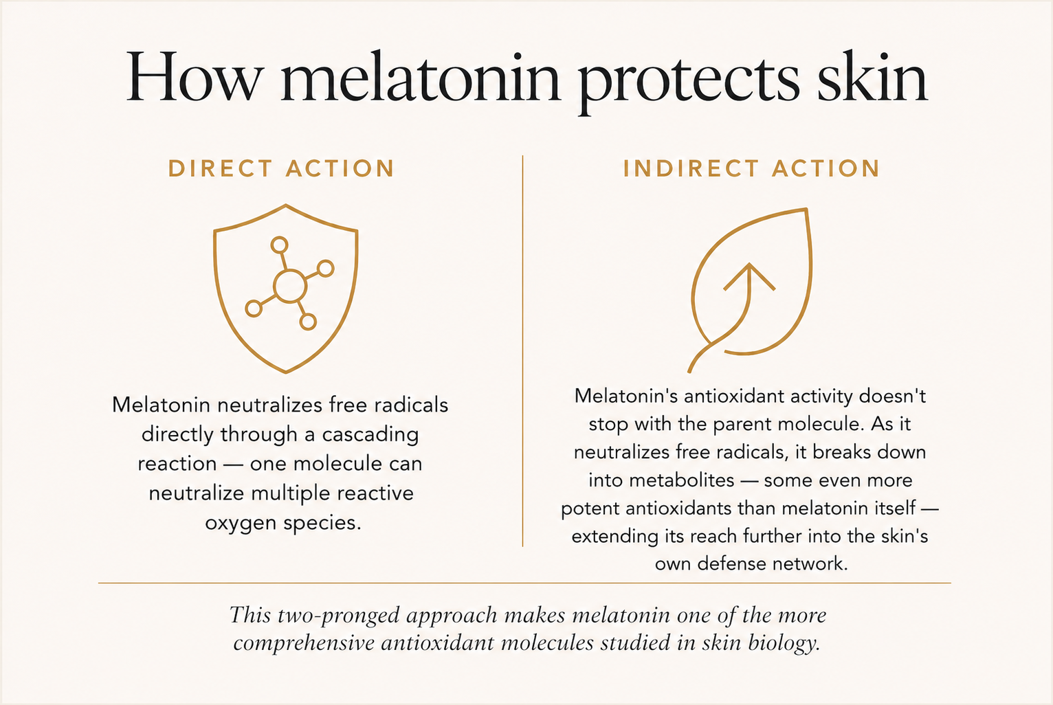 A diagram showing how melatonin protects skin. It compares direct action, where melatonin neutralizes free radicals through a cascading reaction, and indirect action, where melatonin's antioxidant activity breaks down into metabolites that extend skin defense.