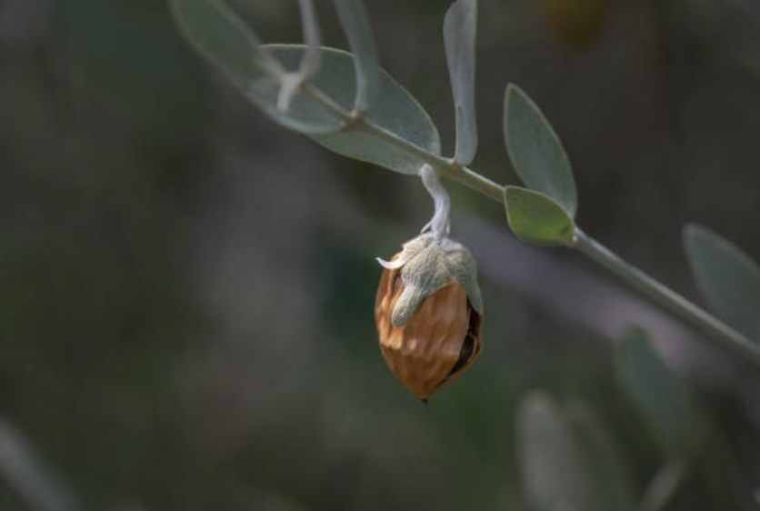A close-up of a brown seed or fruit hanging from a plant with green leaves.