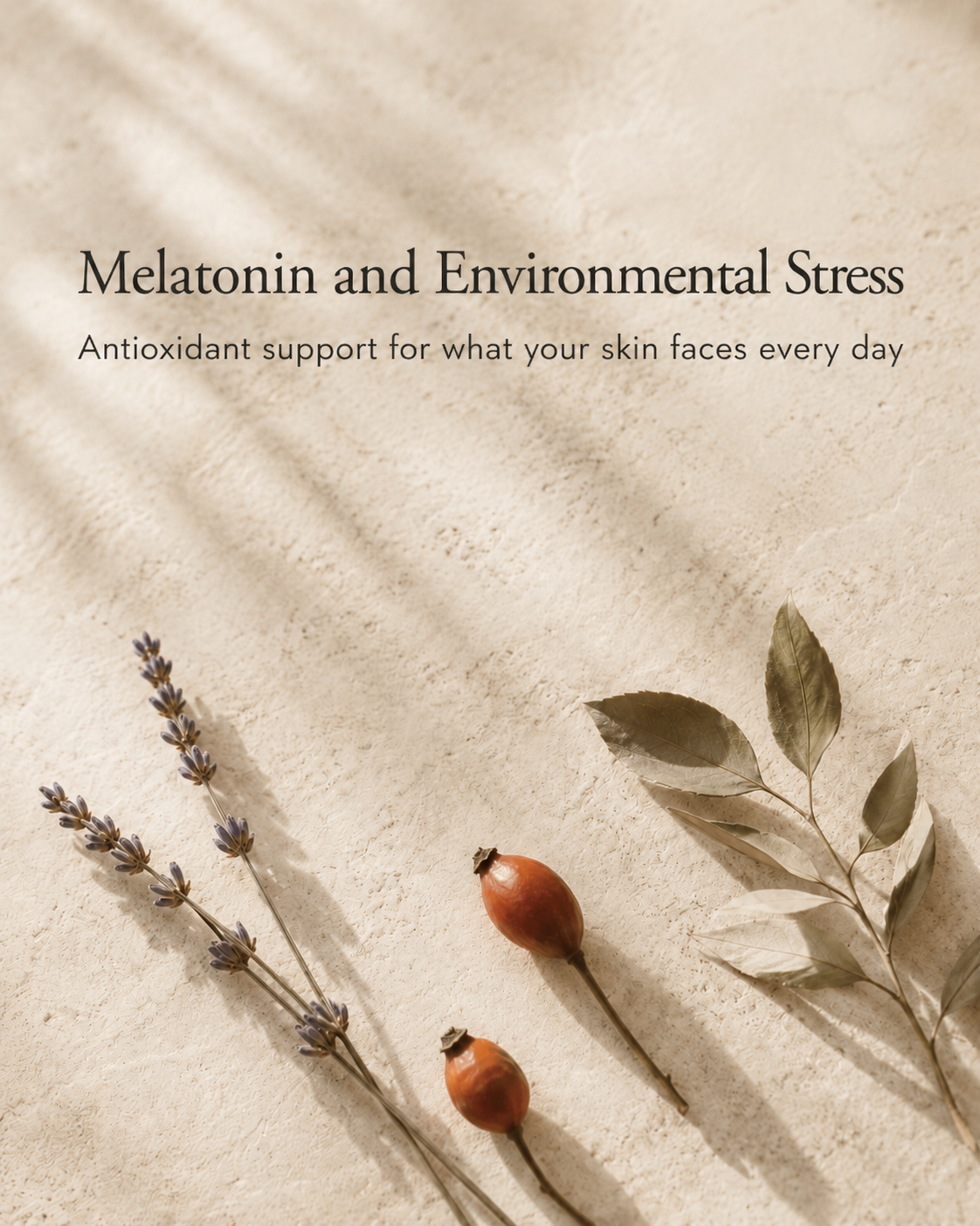 Text overlay on beige textured background, reading 'Melatonin and Environmental Stress, Antioxidant support for what your skin faces every day,' with dried lavender, rose hips, and a leafy branch arranged in the bottom right corner.