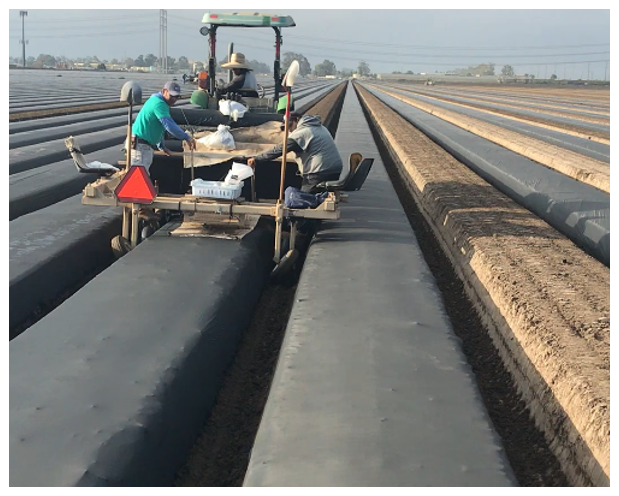 plastic mulch.png