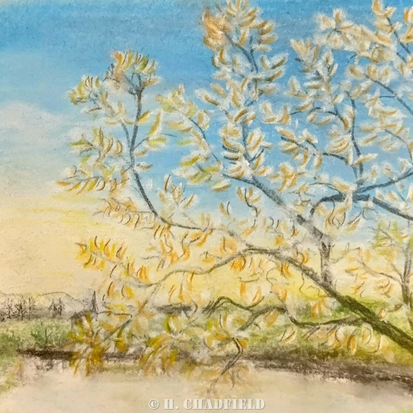 5 mixed Galloway greetings cards (Set B) 5"x5"