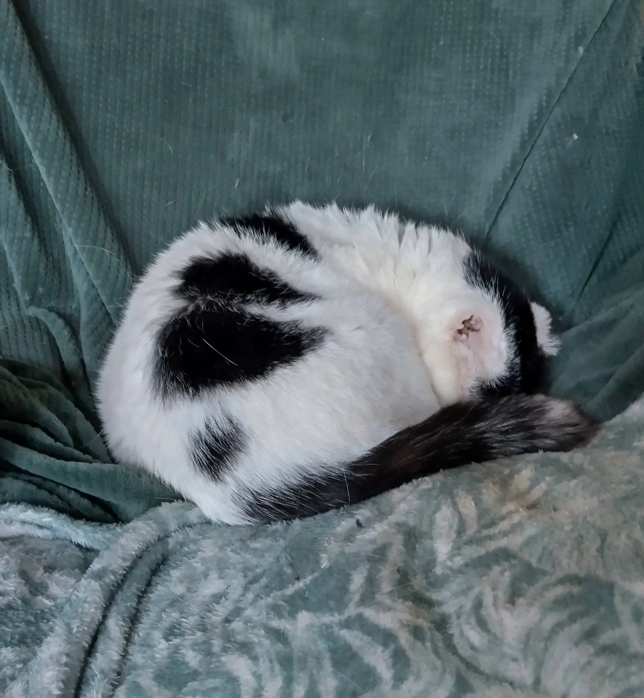 A white and black cat asleep on a sofa on a green blanket