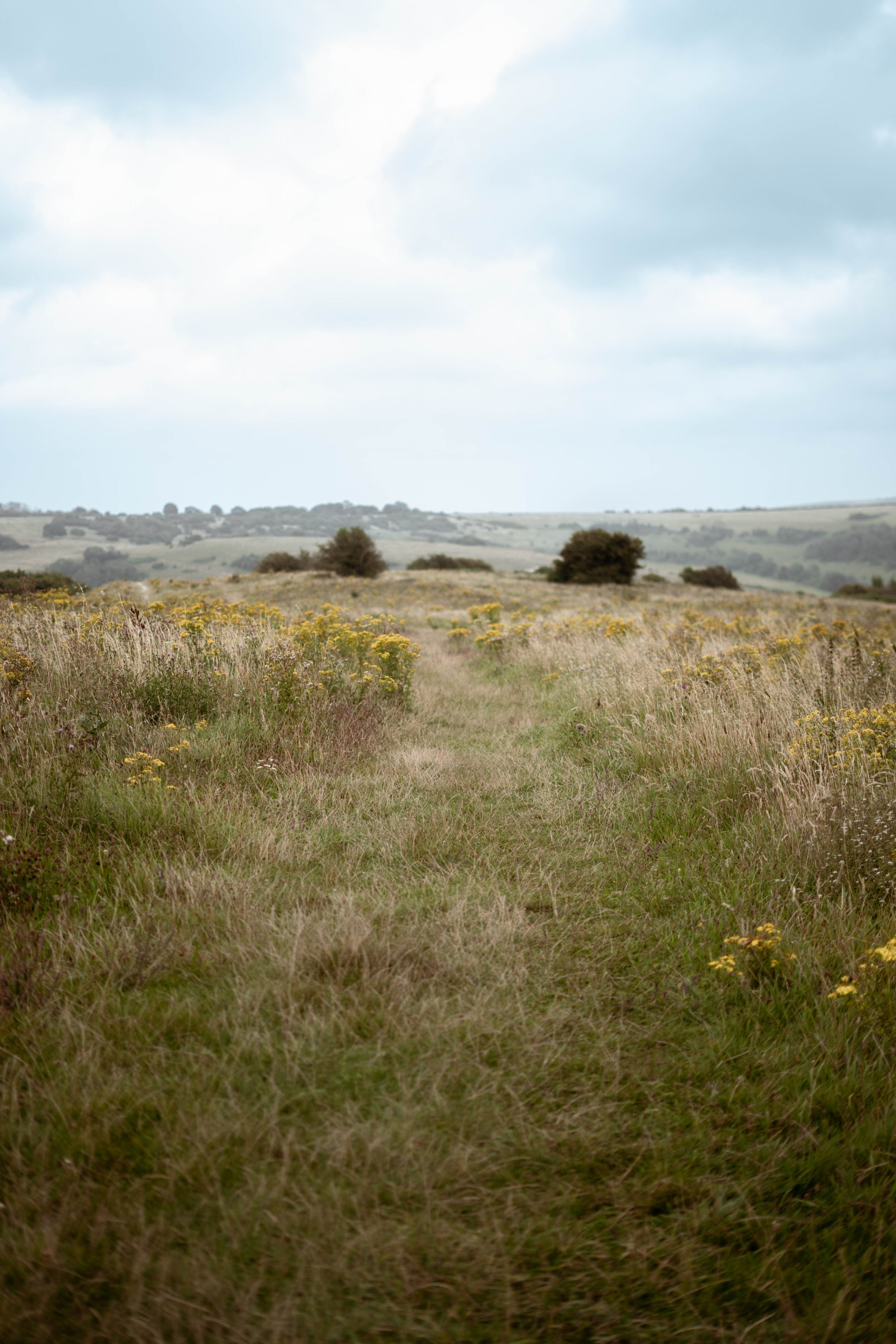 Open grassy field with a narrow dirt trail, flanked by yellow wildflowers, under a partly cloudy sky.