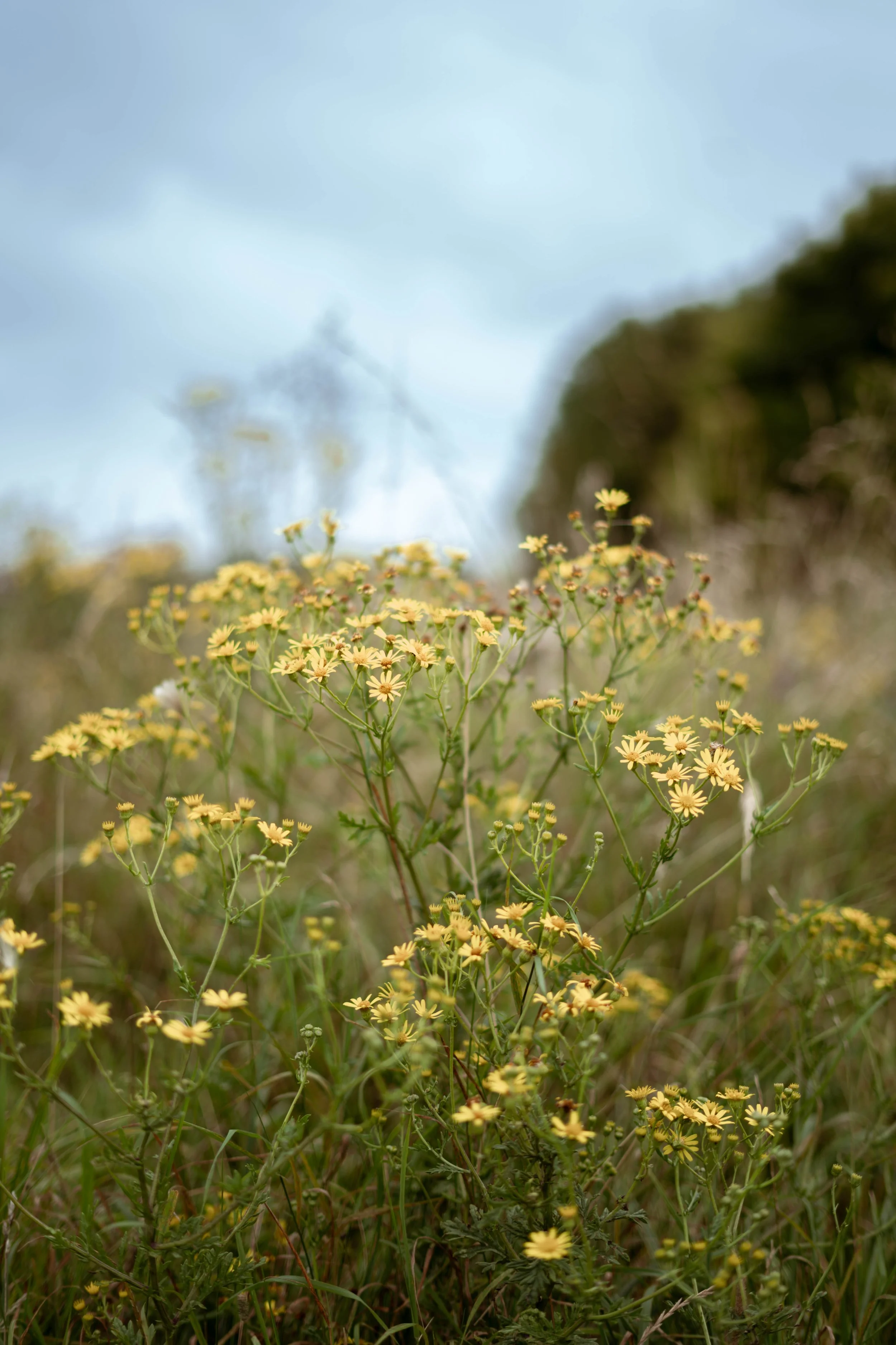 Close-up of small yellow wildflowers in a field with blurred background and sky.