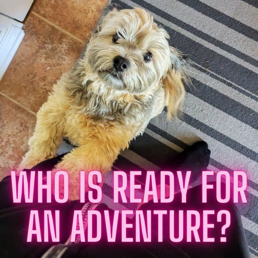 Calie is always up for a good adventure.
#dogwalking #dogtraining #thecerberuscompany #cutepuppy #dogoftheday