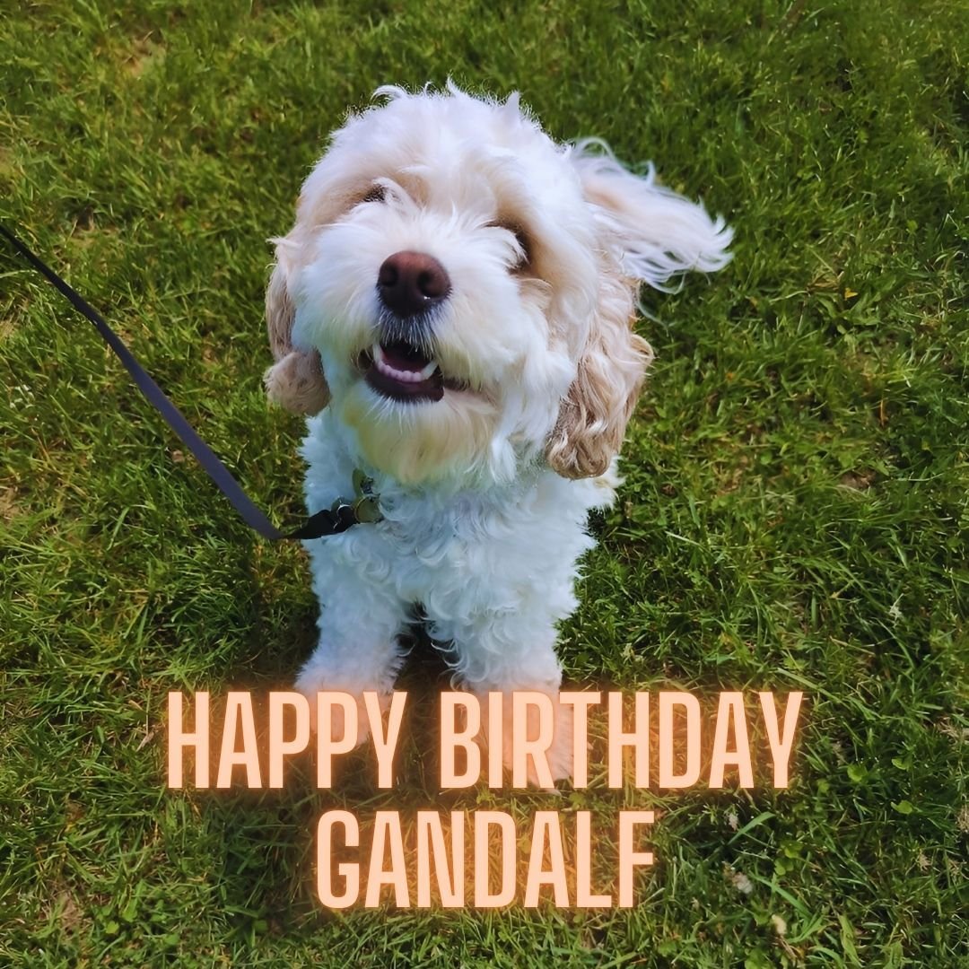Happy Birthday Gandalf!
#happybirthday #dogoftheday #thecerberuscompany #dogtraining #dogwalking