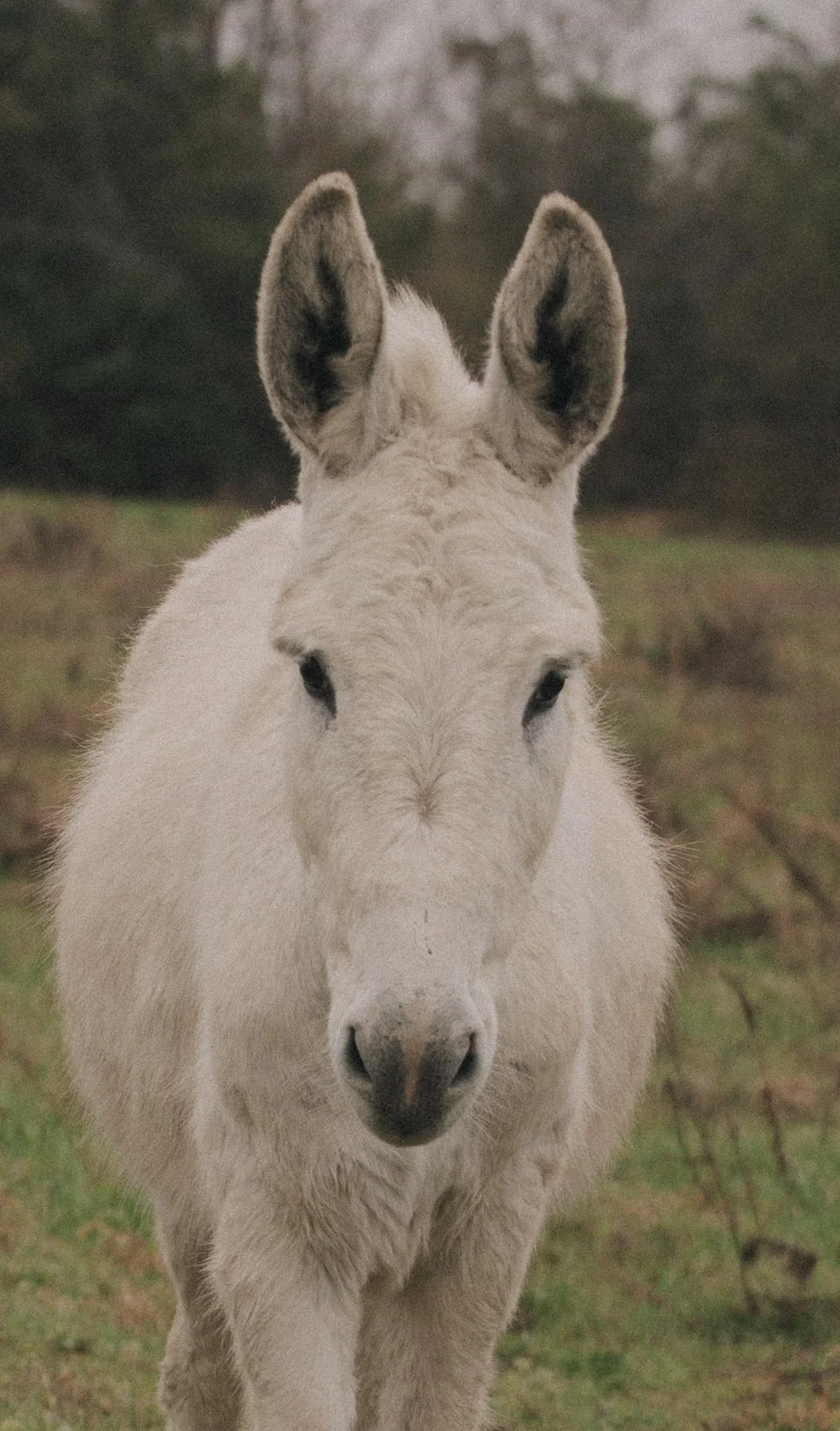 A young gray donkey standing on a grassy field with trees in the background.