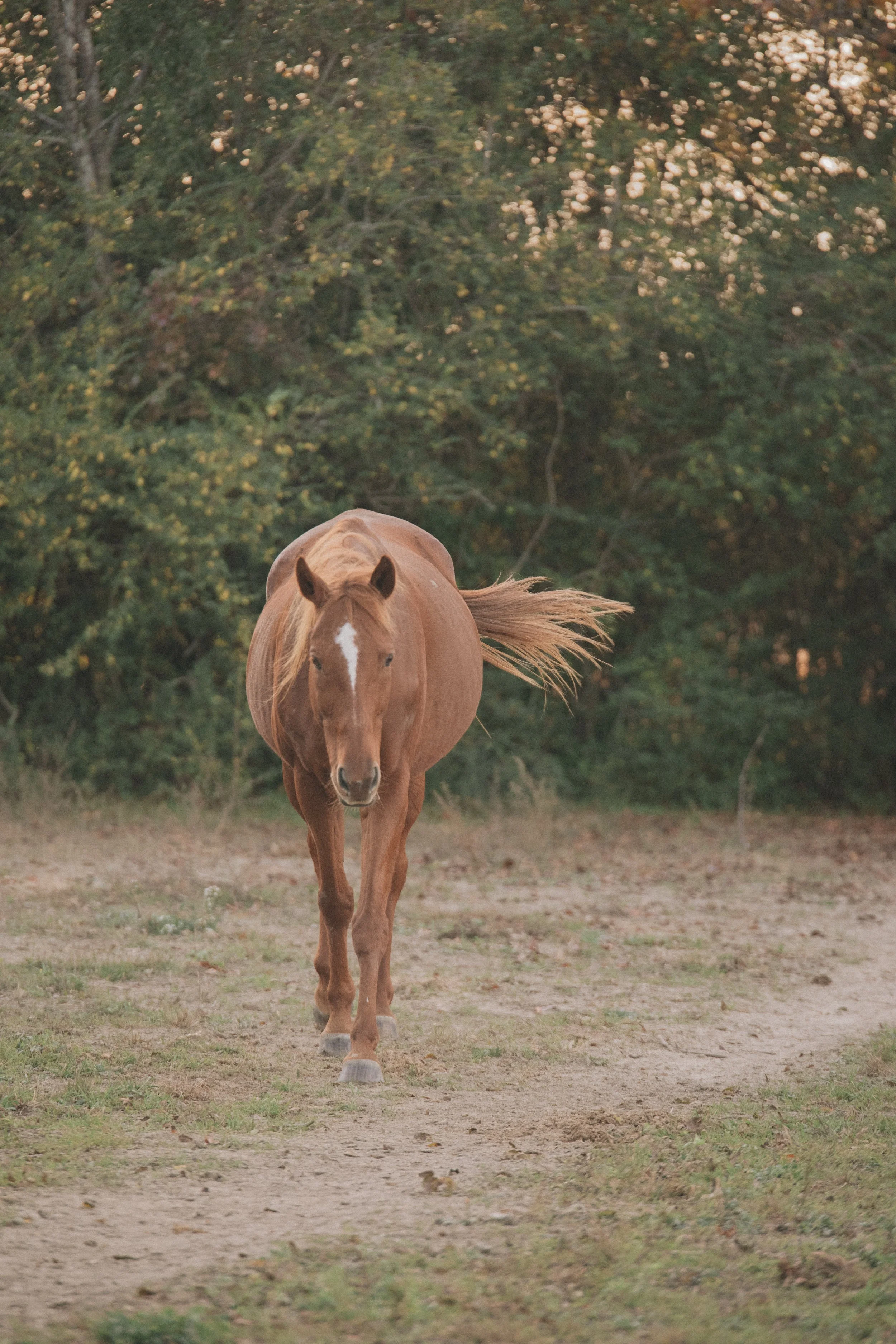 A chestnut horse with a white stripe on its face standing behind a metal gate on a farm.