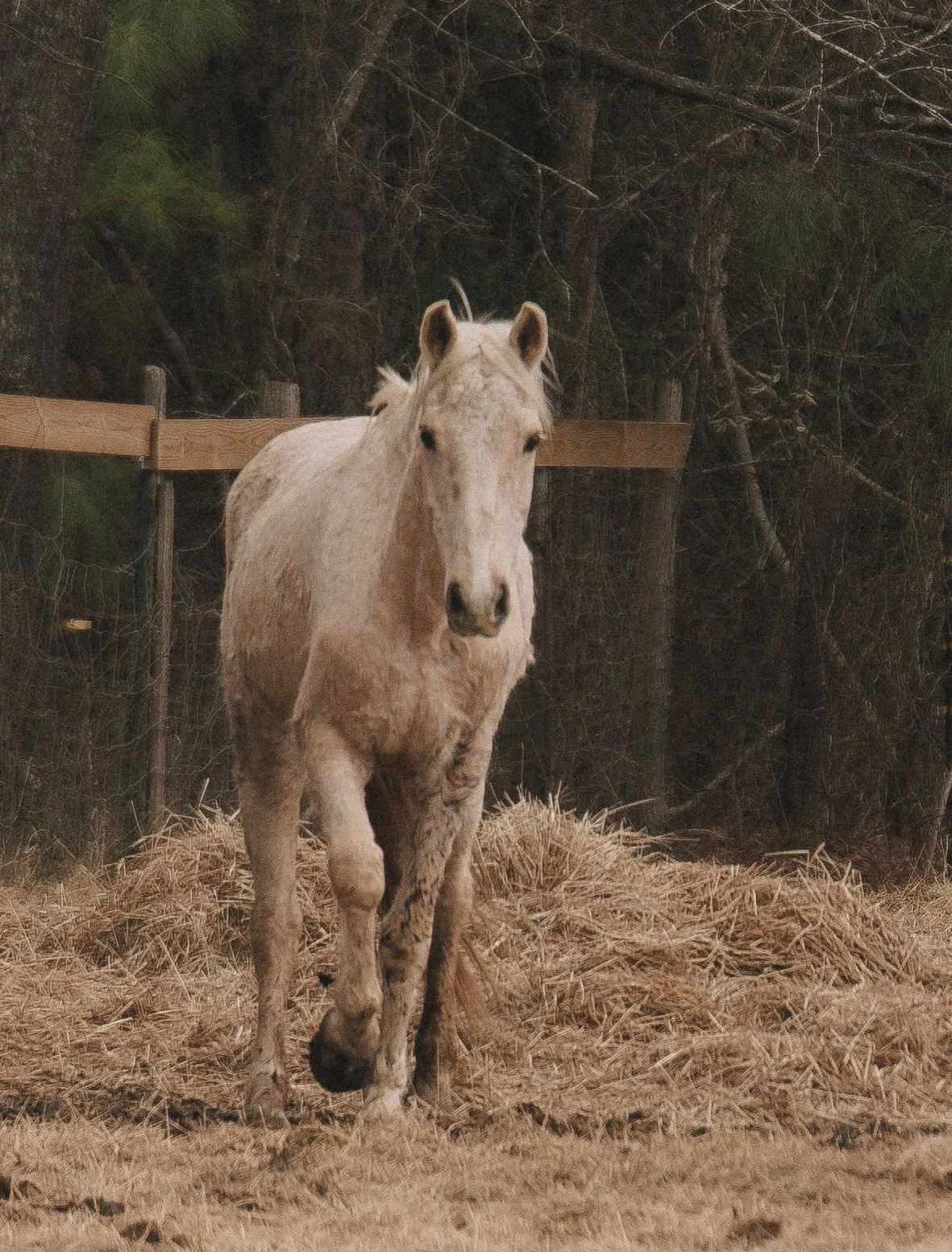 A light-colored horse standing on a bed of hay in front of a wooden fence and dark trees.
