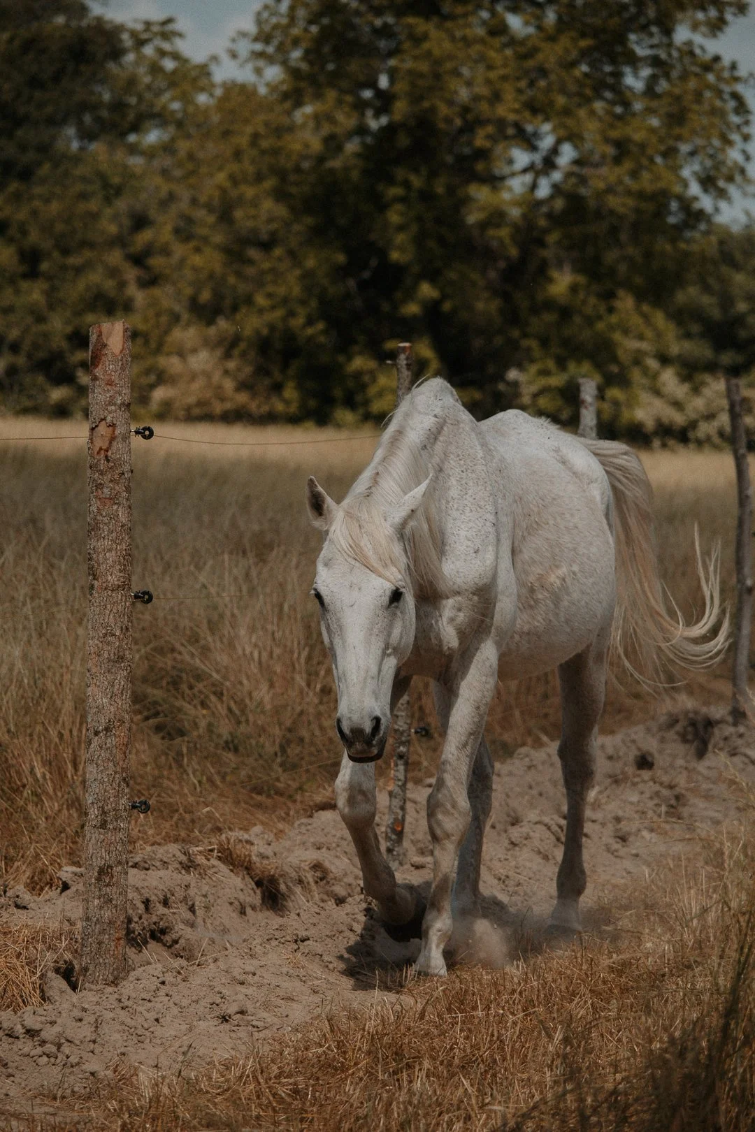 A white horse with a black rope halter standing behind a rusty metal fence, next to a brown horse, on a farm with trees in the background.