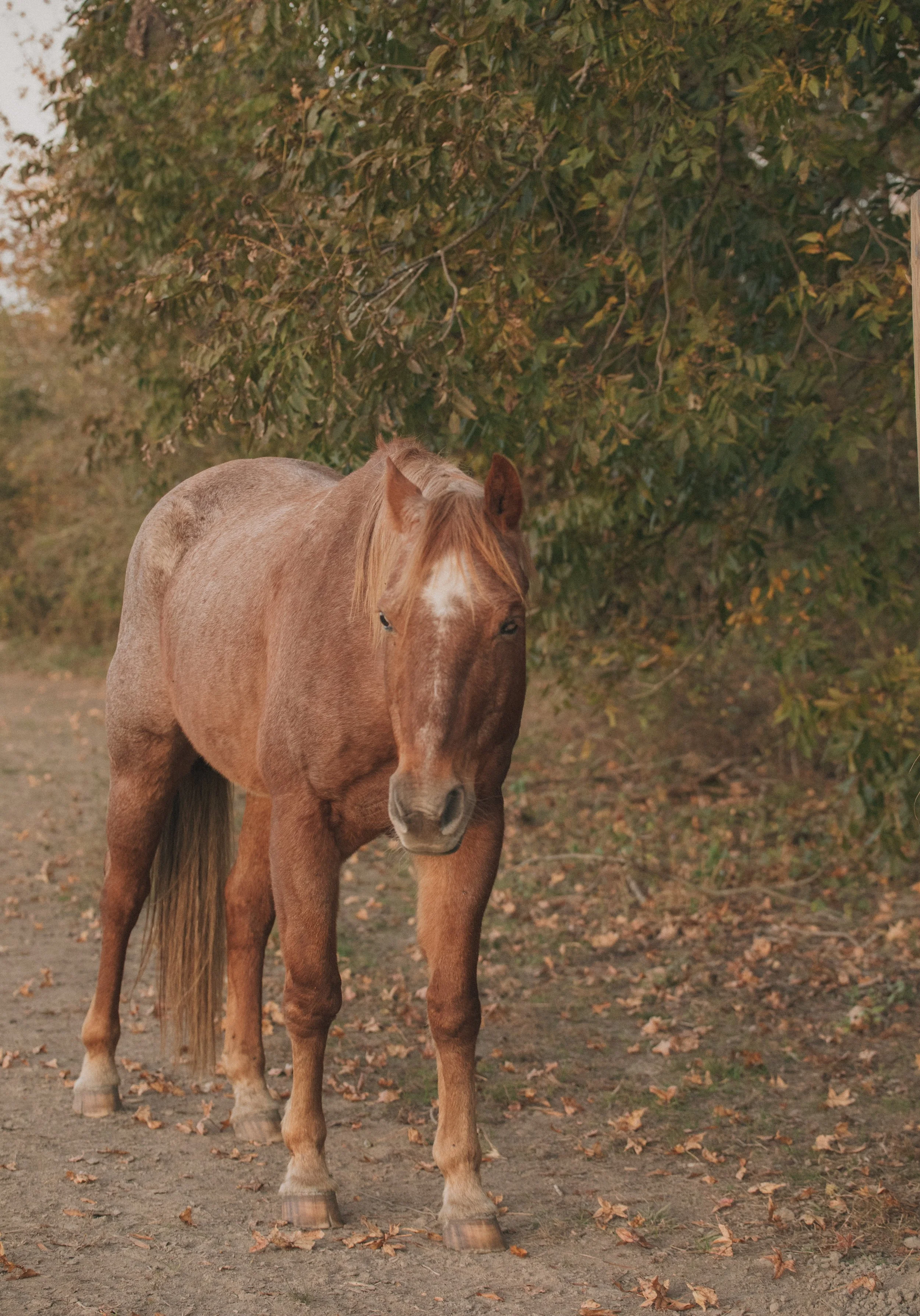 A brown horse standing on a grass field with a background of trees.