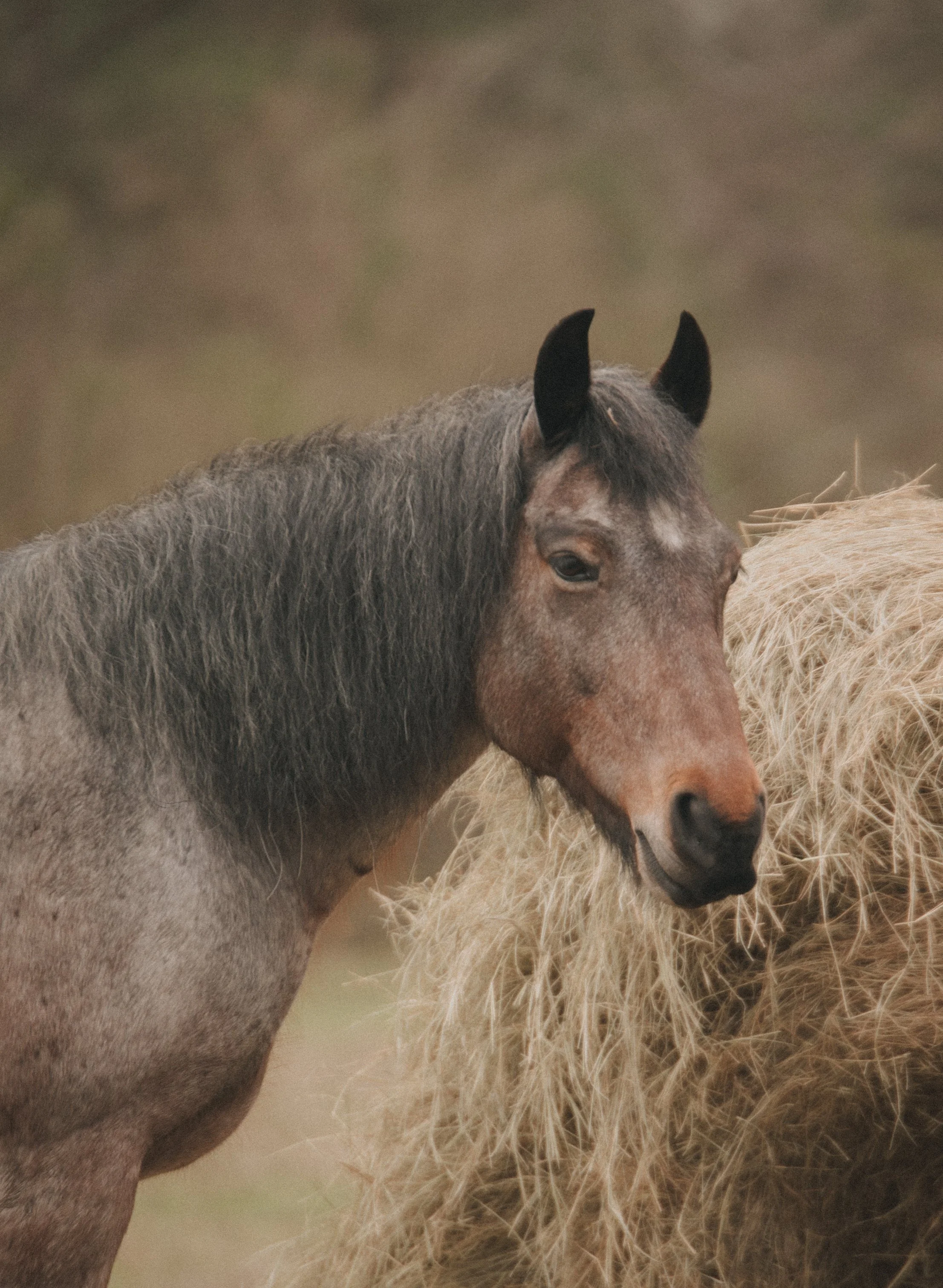A brown horse standing next to a pile of hay, with a blurred natural background.
