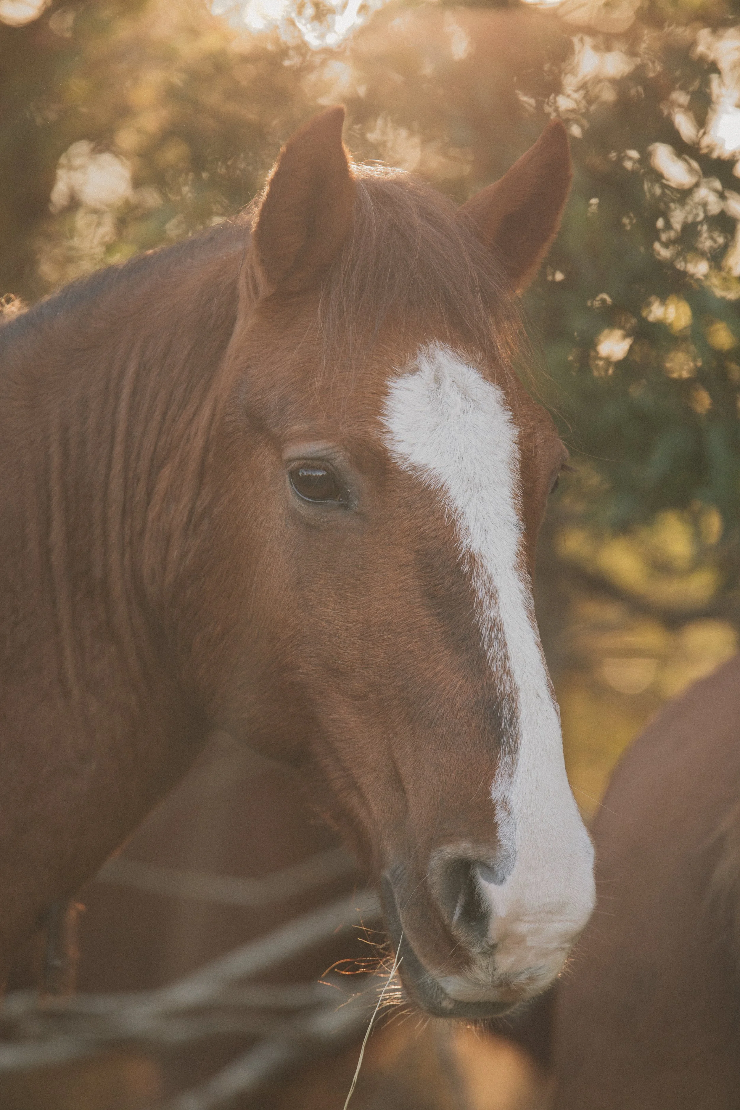 A brown horse with a white stripe on its face standing near a pile of hay outdoors.