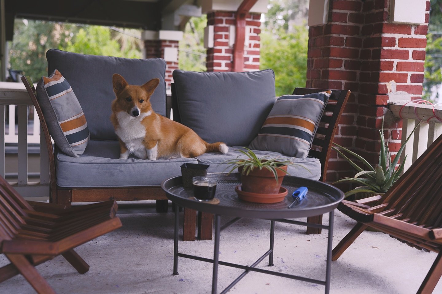 Orange dog summer