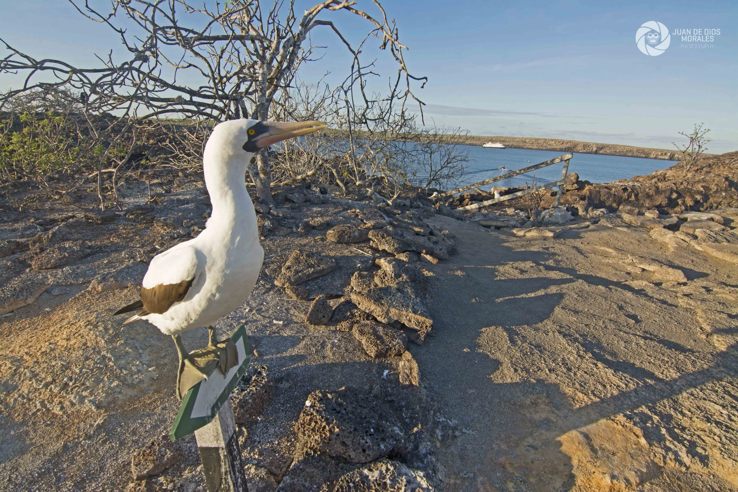 nazca boobies.jpg