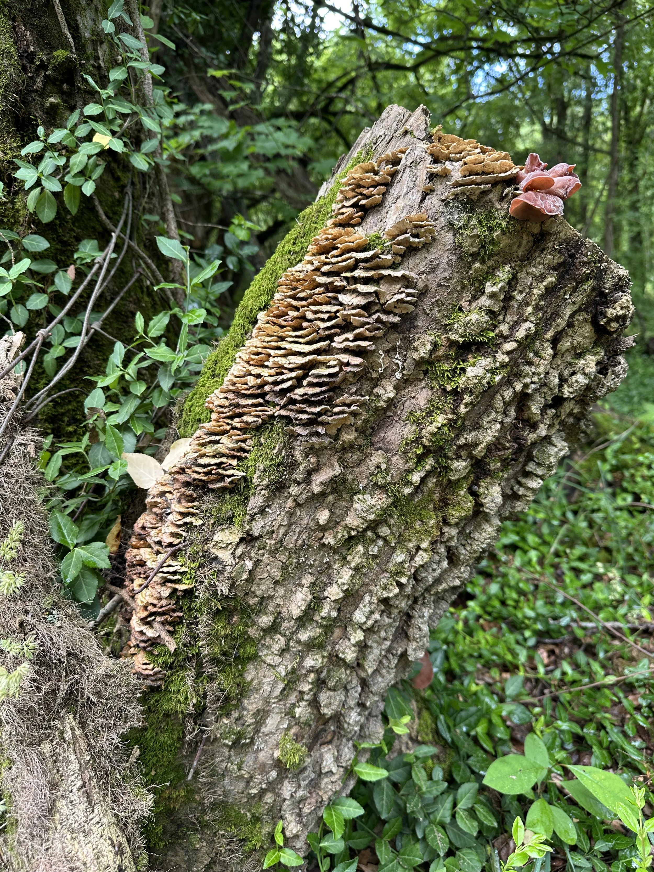 Close-up of a tree trunk with clusters of brown shelf fungi growing on it, surrounded by green ivy and moss in a forest setting.
