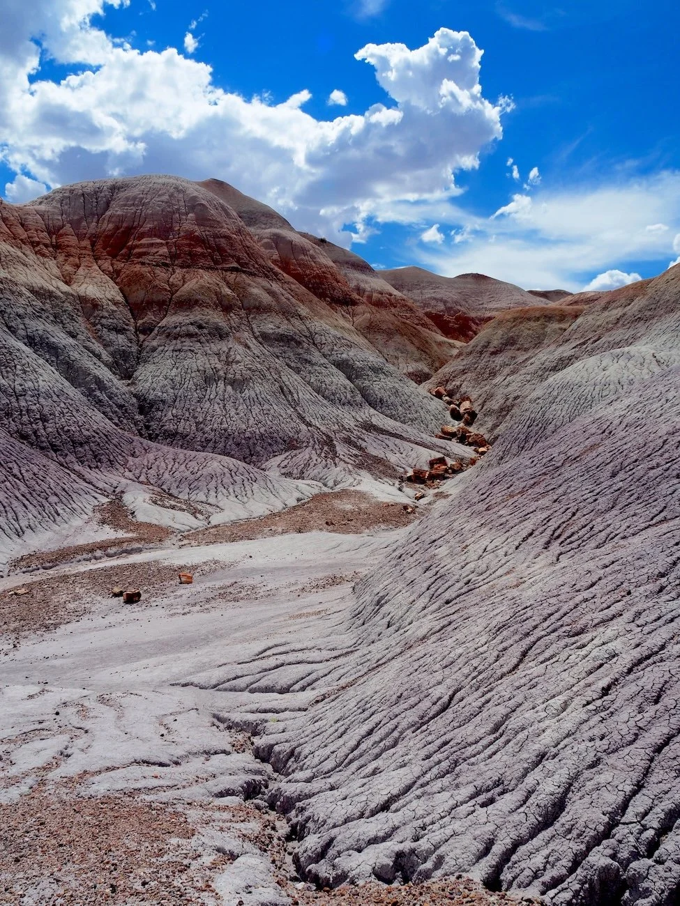 Petrified Forest NP.JPG