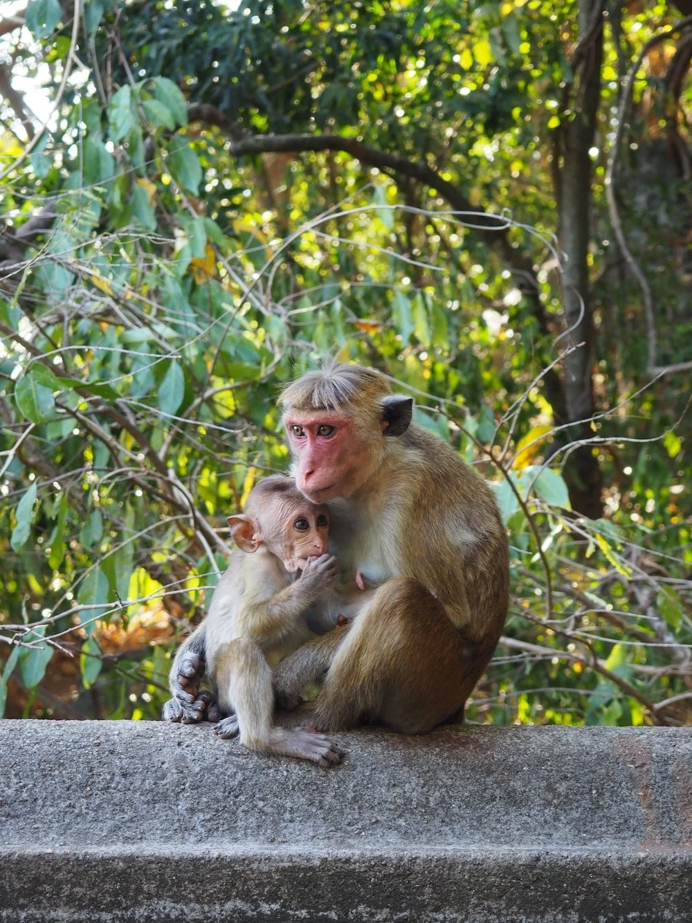 PA091059_Sri Lanka.JPG