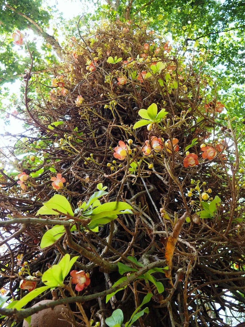 PA101276_Sri Lanka.JPG