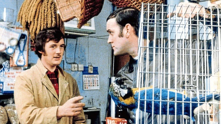 That’s Not an Owl, That’s a Canary!