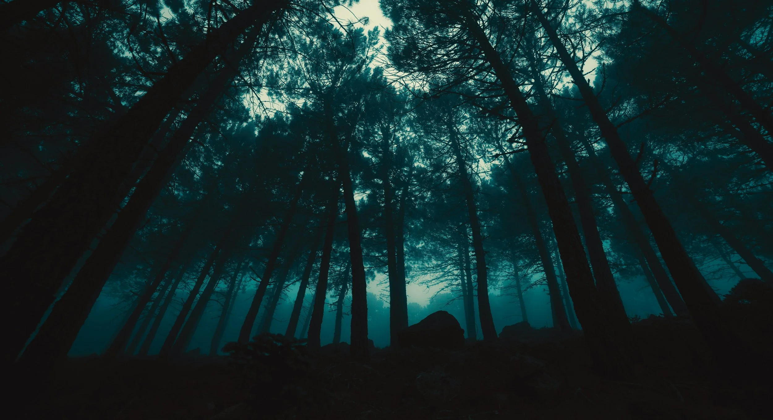 Silhouetted trees in a foggy forest at dusk