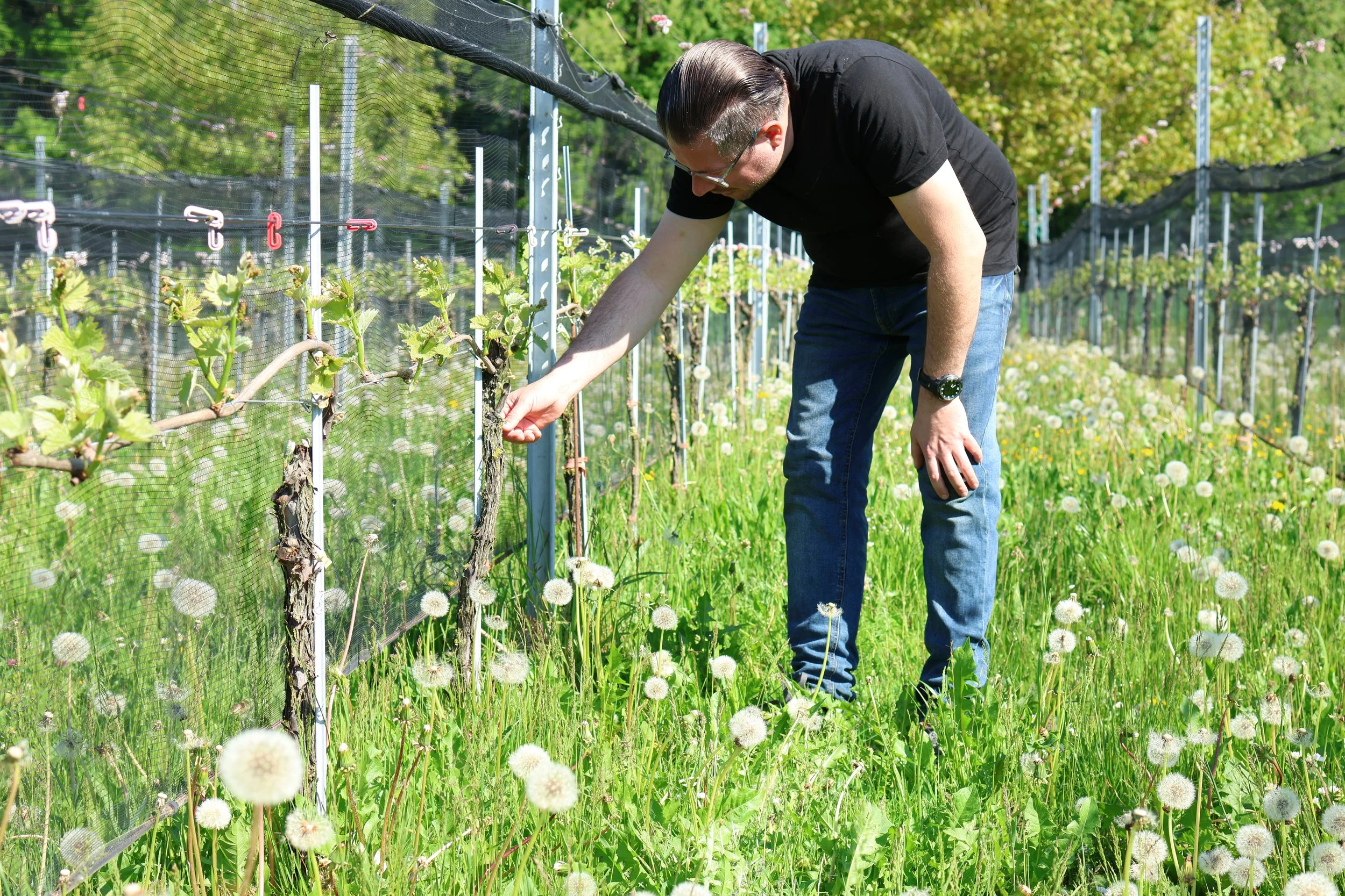 Rebstock-Patenschaft - Dauer 5 Jahre