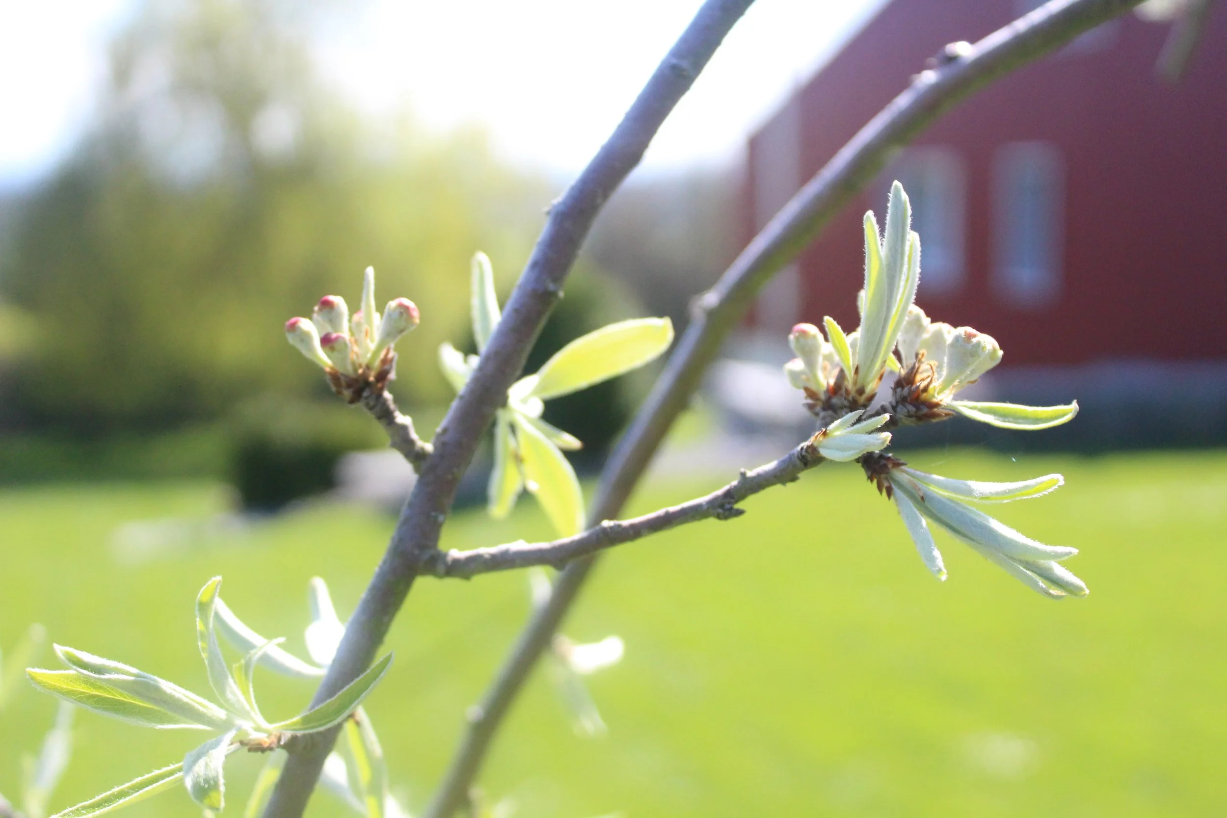 Herzlich willkomme i üsem Rebhus