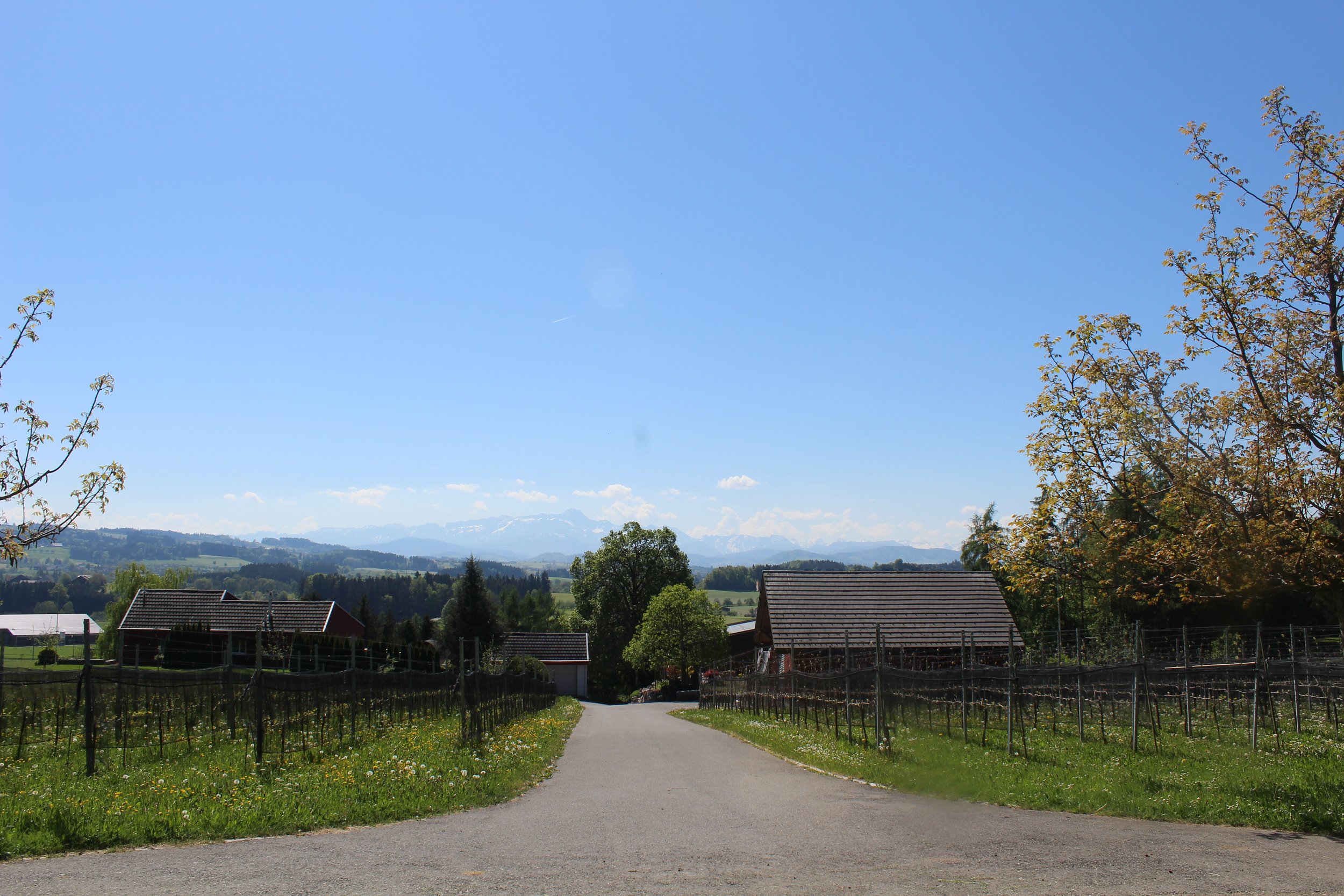 Blick aufs Rebhaus mit Rebberg. Landschaft mit Feldweg, Weinreben, Höfen, Bäumen und Bergen am Horizont unter klarem Himmel.