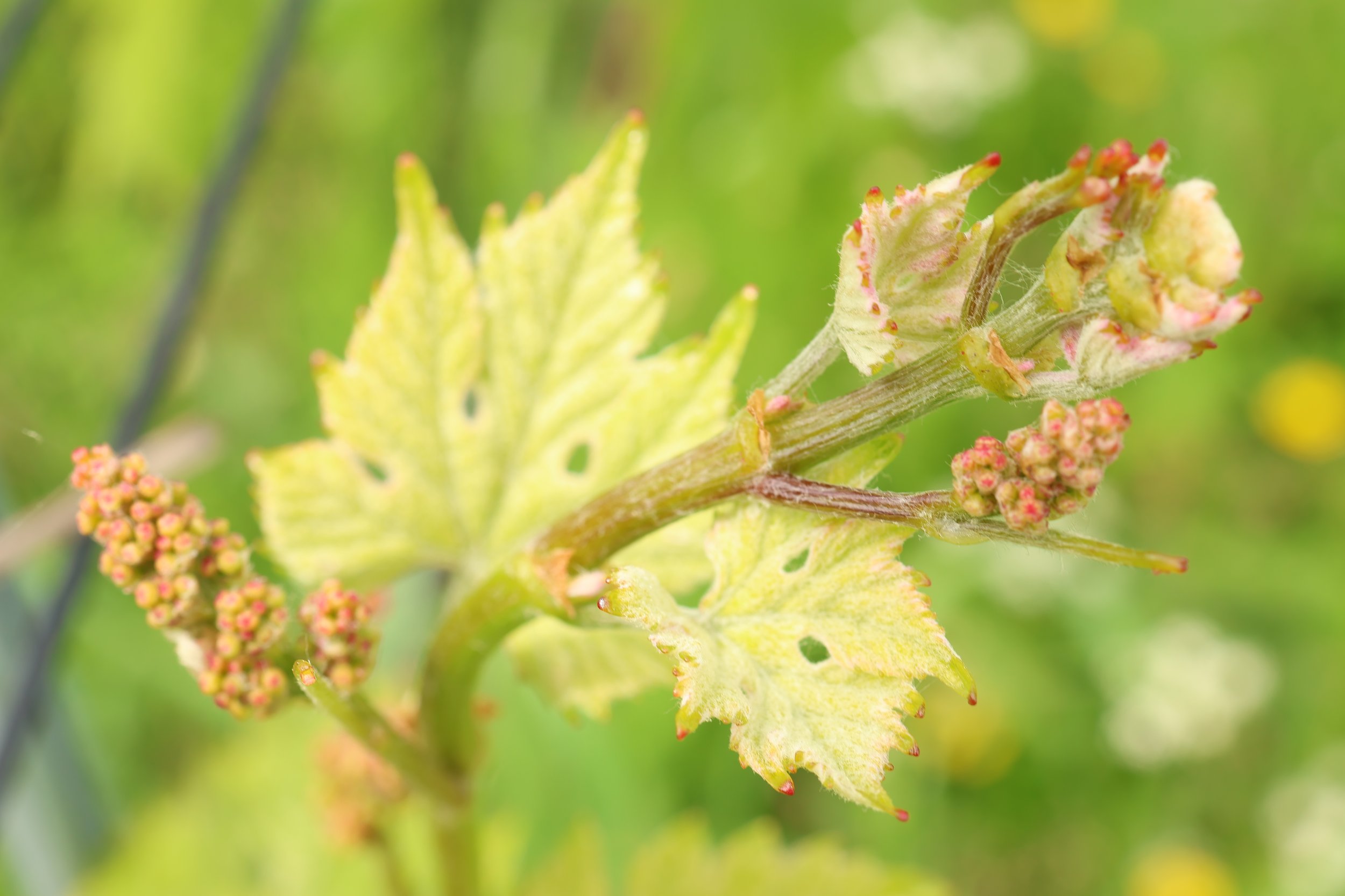 Wieso es Divona gibt oder Weinwissen für Einsteiger