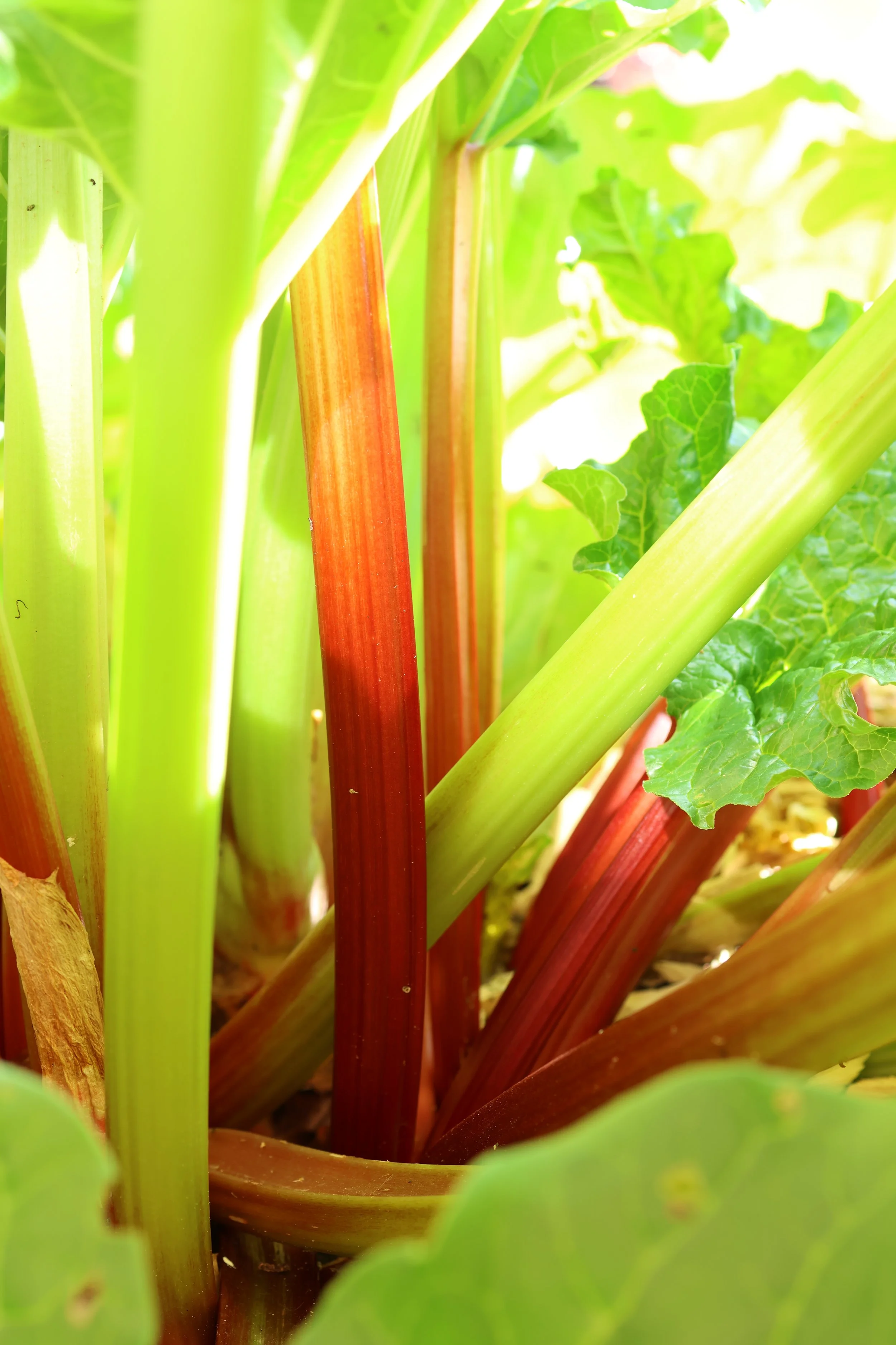 Frühlingszeit gleich Rhabarberzeit – Warum die "Barbarenwurzel" unser Gartenherz höherschlagen lässt