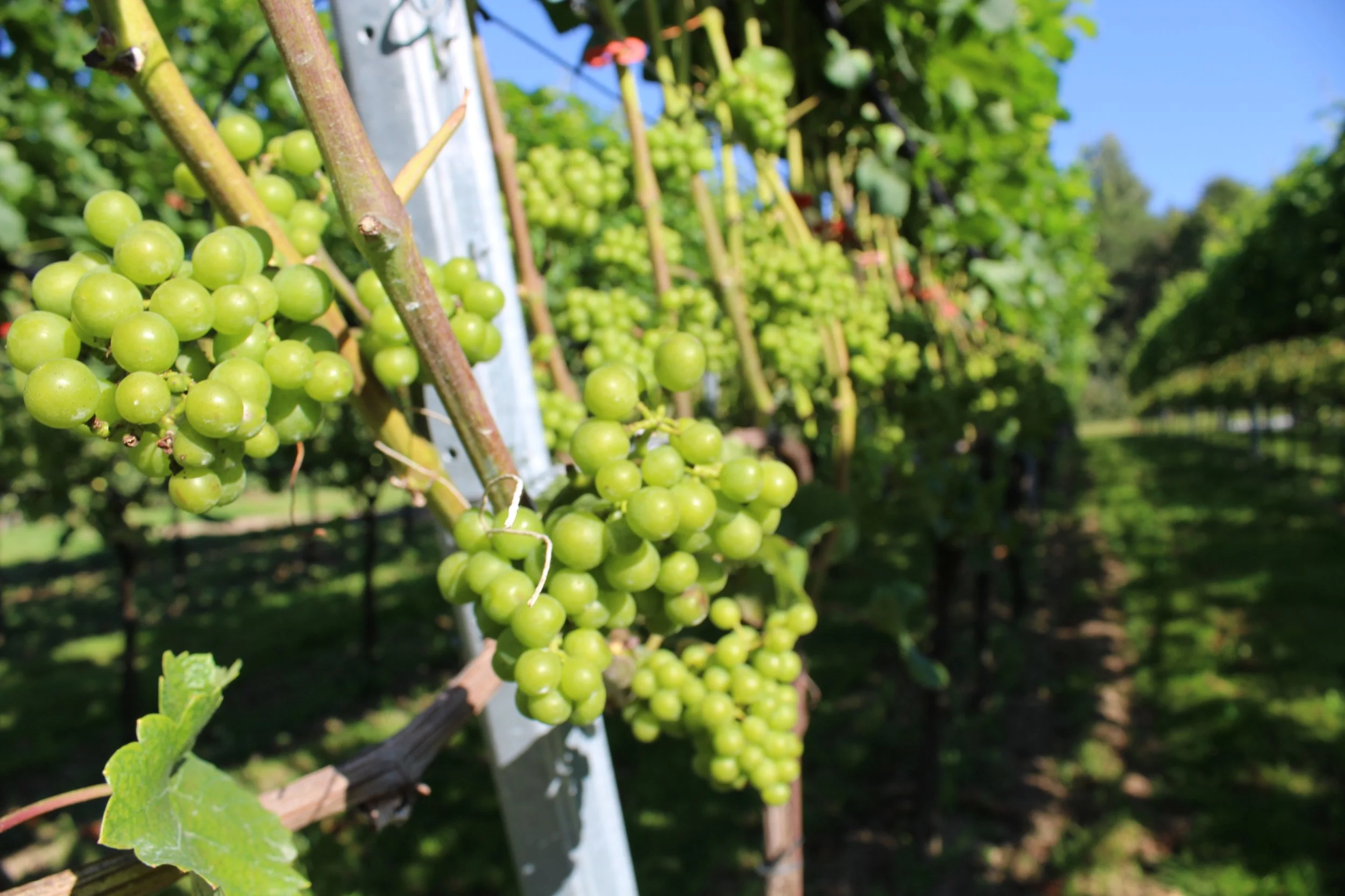 Weinreben mit grünen Trauben auf einem Weinberg, sonniger Tag.