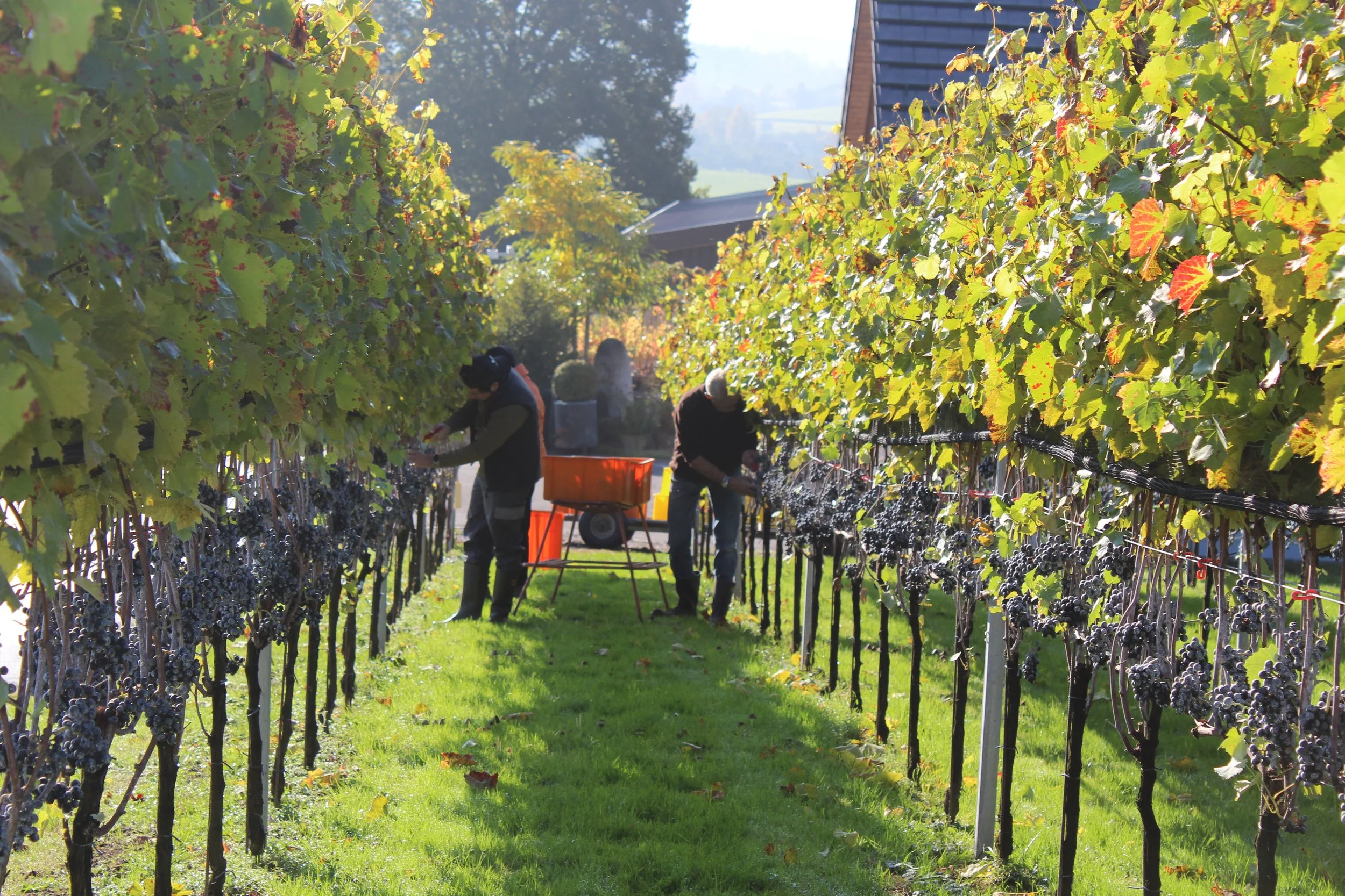 Ernte Divico-Trauben im Rebhus im Thurgau