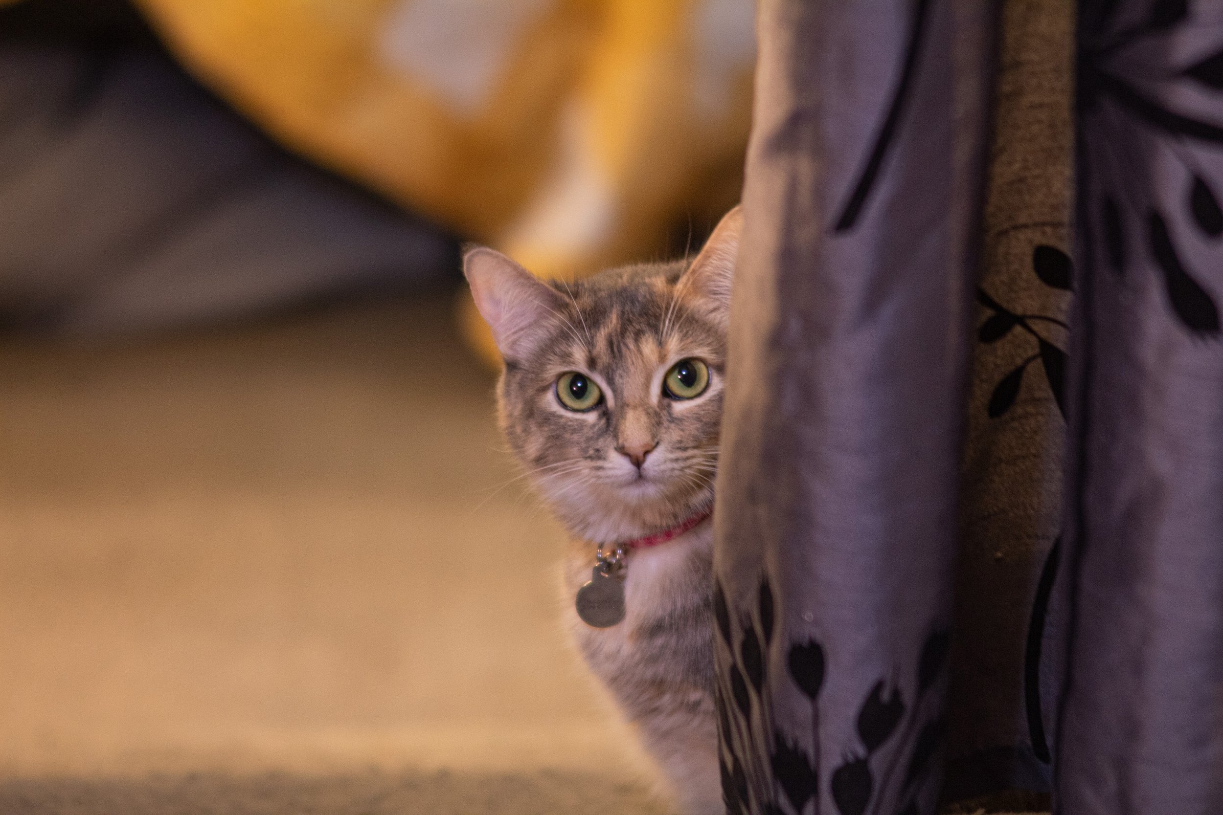 Nala 1.jpg