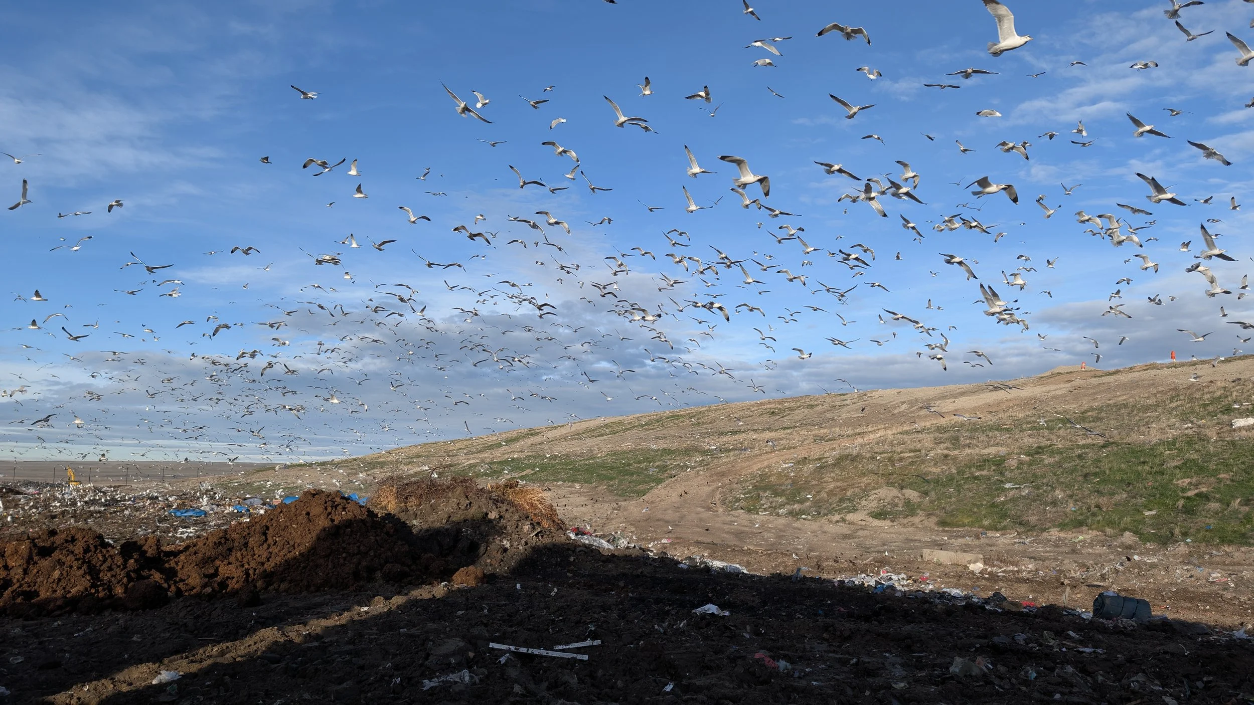 State Bird. Garbage Piles.
