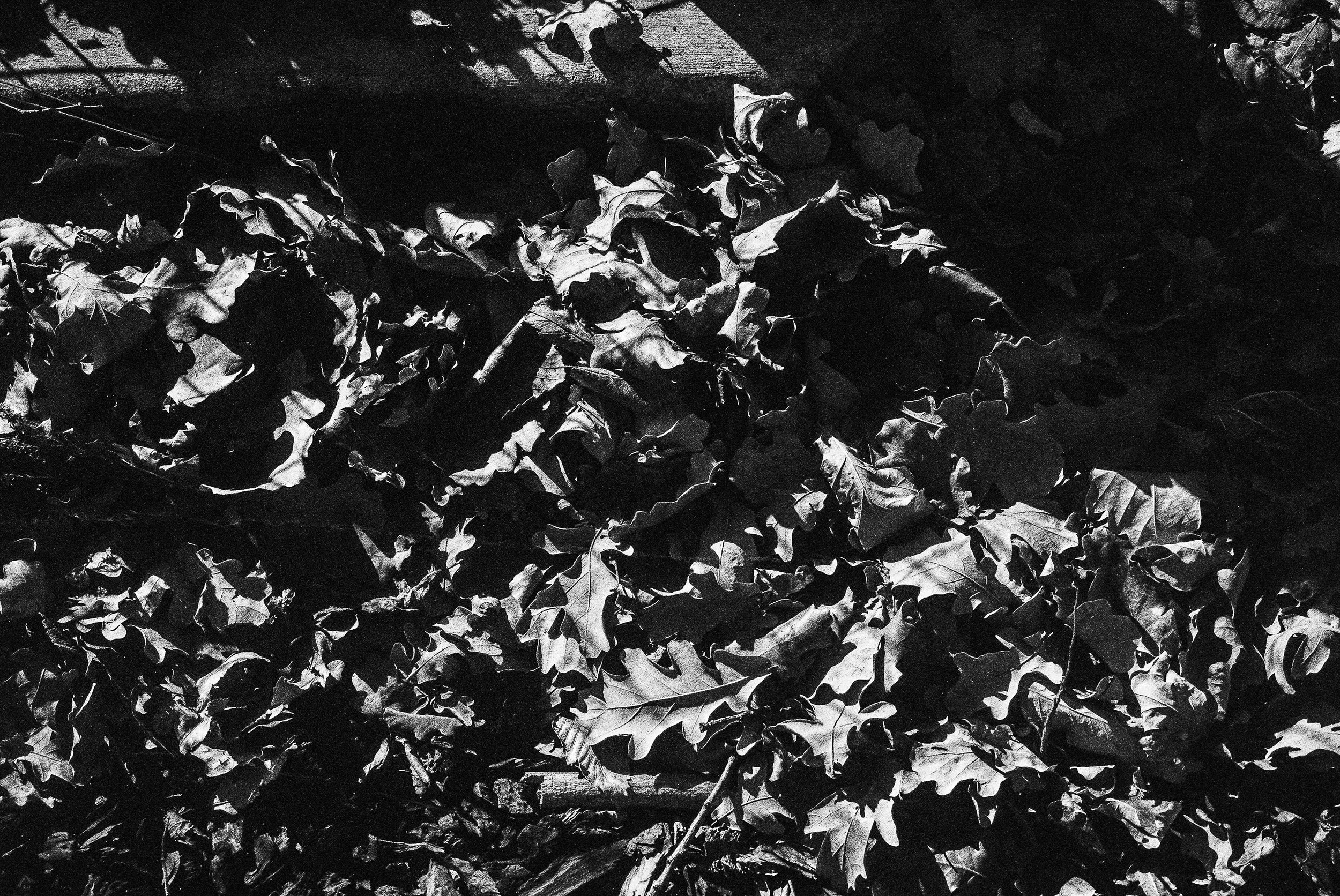 400 ISO. Darkroom and The Grain.