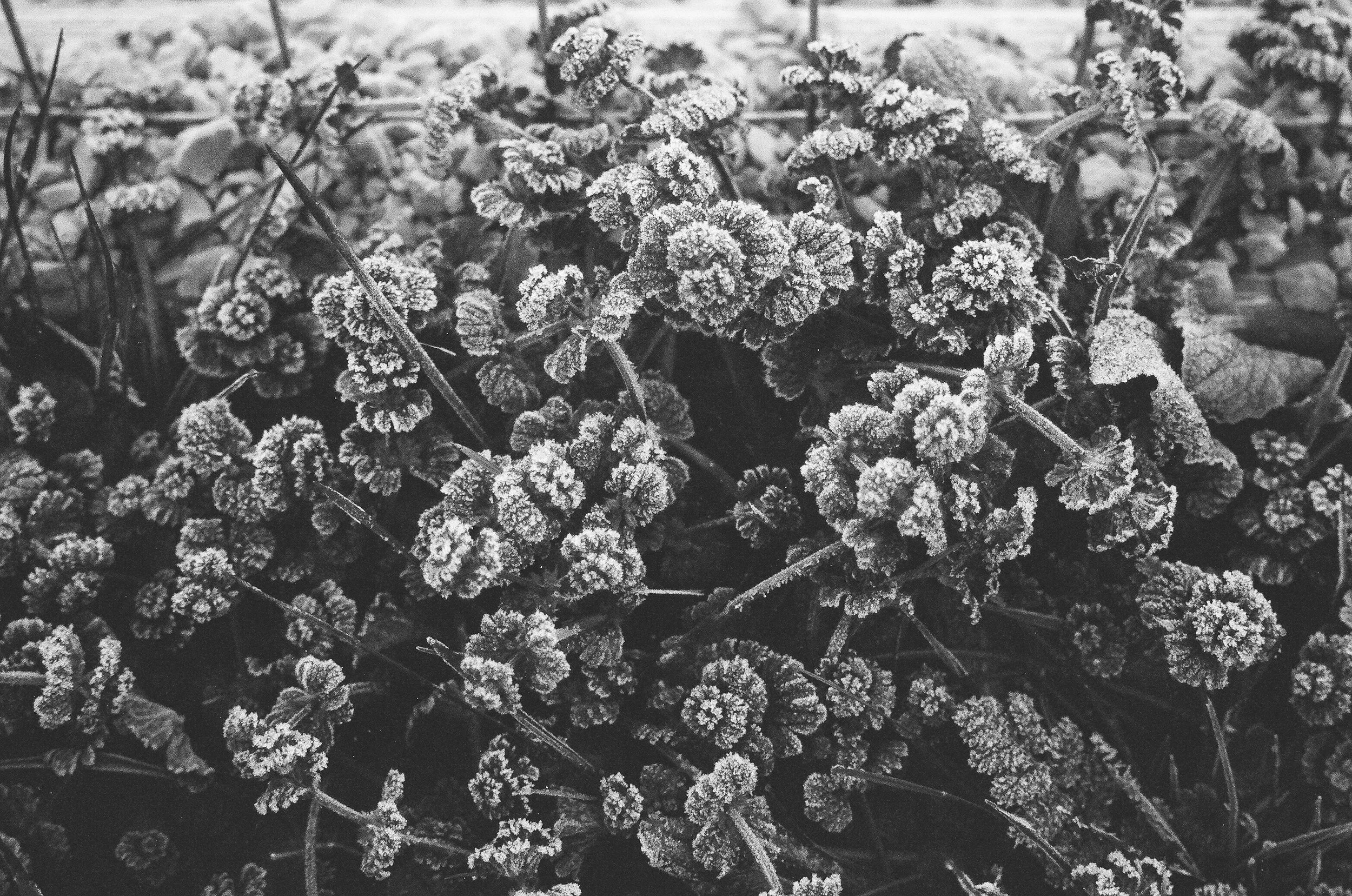 Ghosts of Brigham and The SLC.