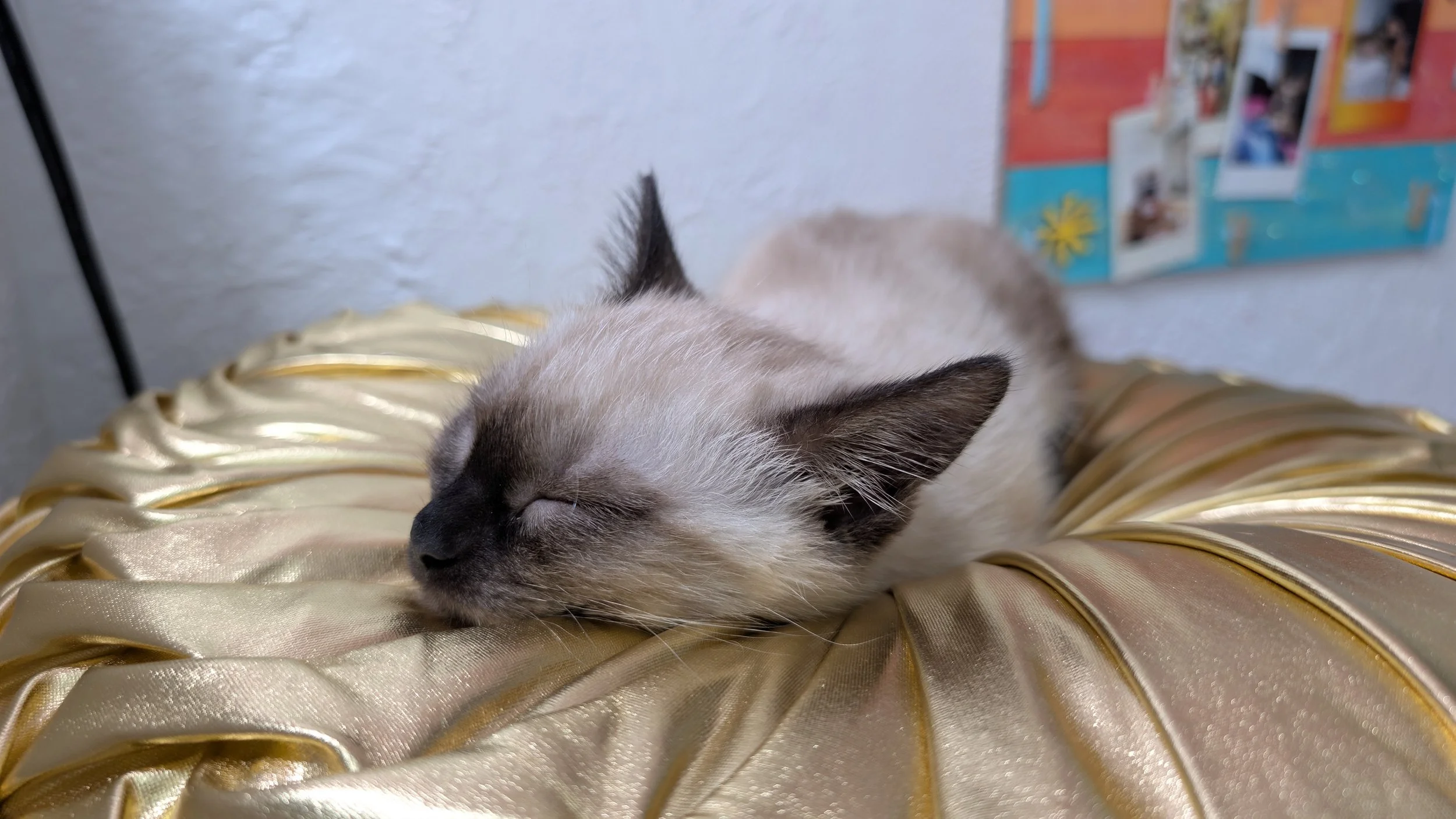 Queen Mochi.