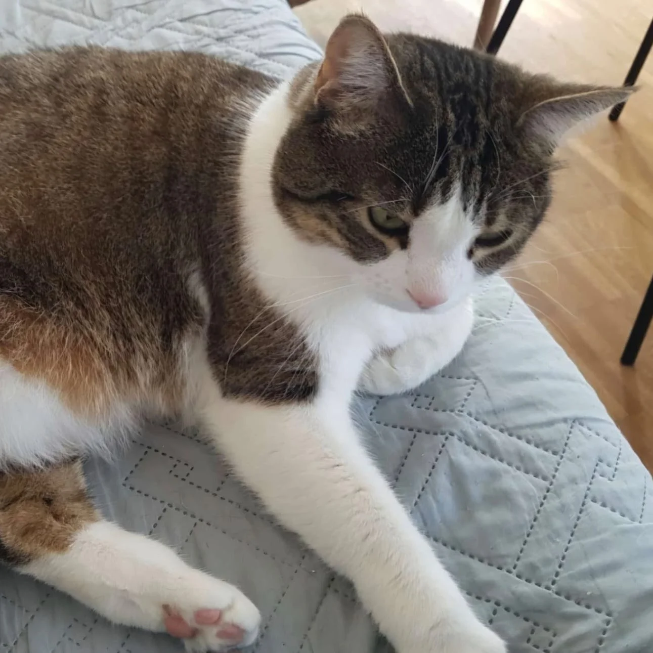 🐾 B&uuml;beli sucht ein neues Zuhause &ndash; kann ihm jemand helfen? 🐾

Mein Vater ist verschieden &ndash; zur&uuml;ckgeblieben ist sein allerliebster Mitbewohner: Buebeli. Der 7-j&auml;hrige, kugelrunde Wohnungskater braucht dringend ein neues Zu