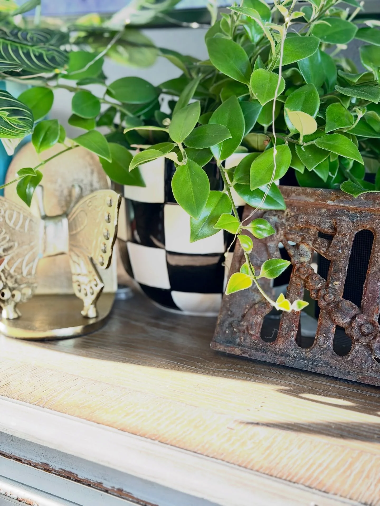 Good morning from all the plants I got this week 🤭 I think I&rsquo;ve officially become a plant lady. That&rsquo;s okay&hellip;. I&rsquo;m here for it. Loving the morning sun 😍🌞 #plants #decor #greenery #homedecor