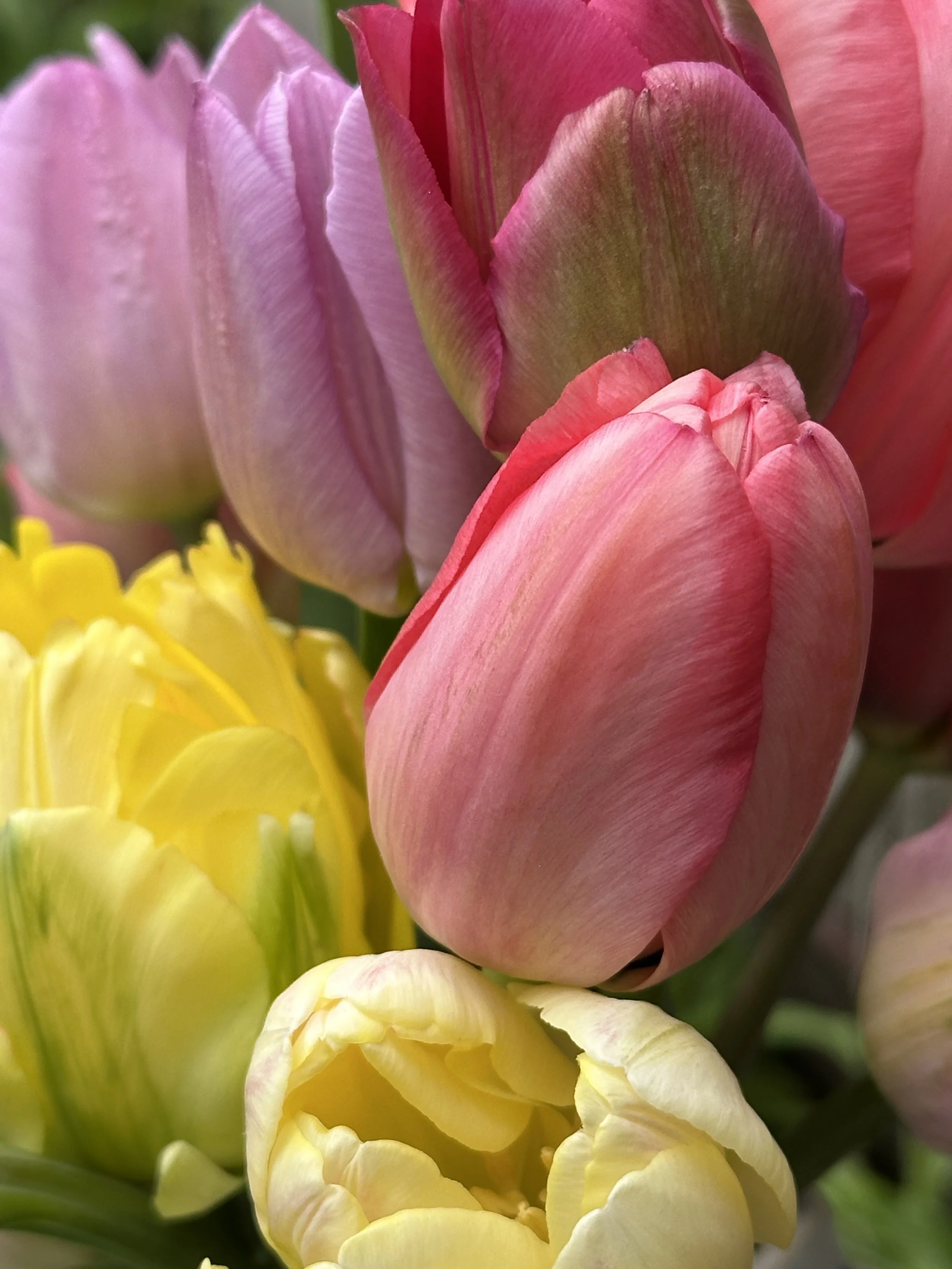 Dutch Tulips Yellow, Pink, Lavender