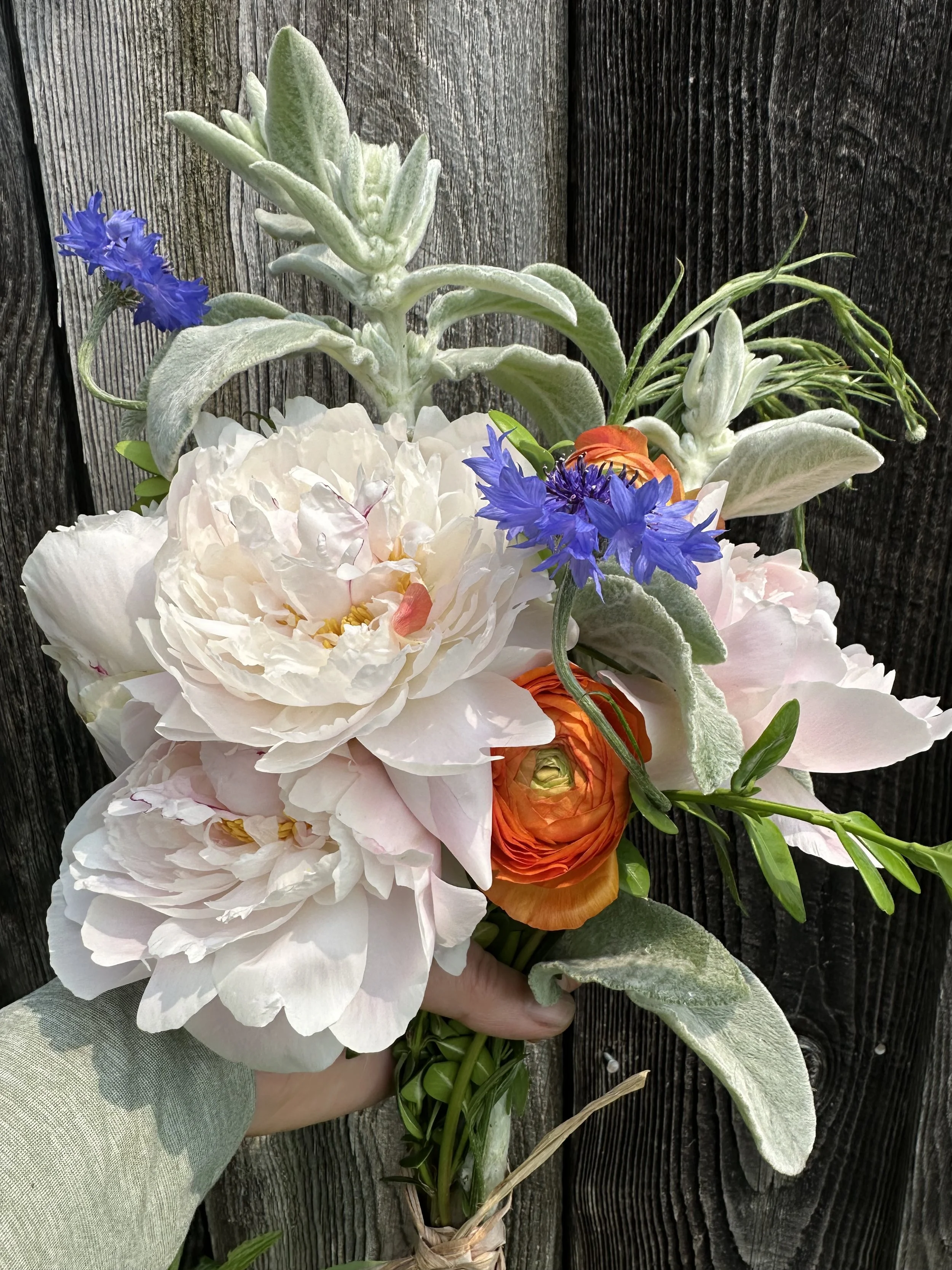 Pink Peonies with Orange Ranunculus, Lamb's Ear, and Blue Bachelor Button Bouquet