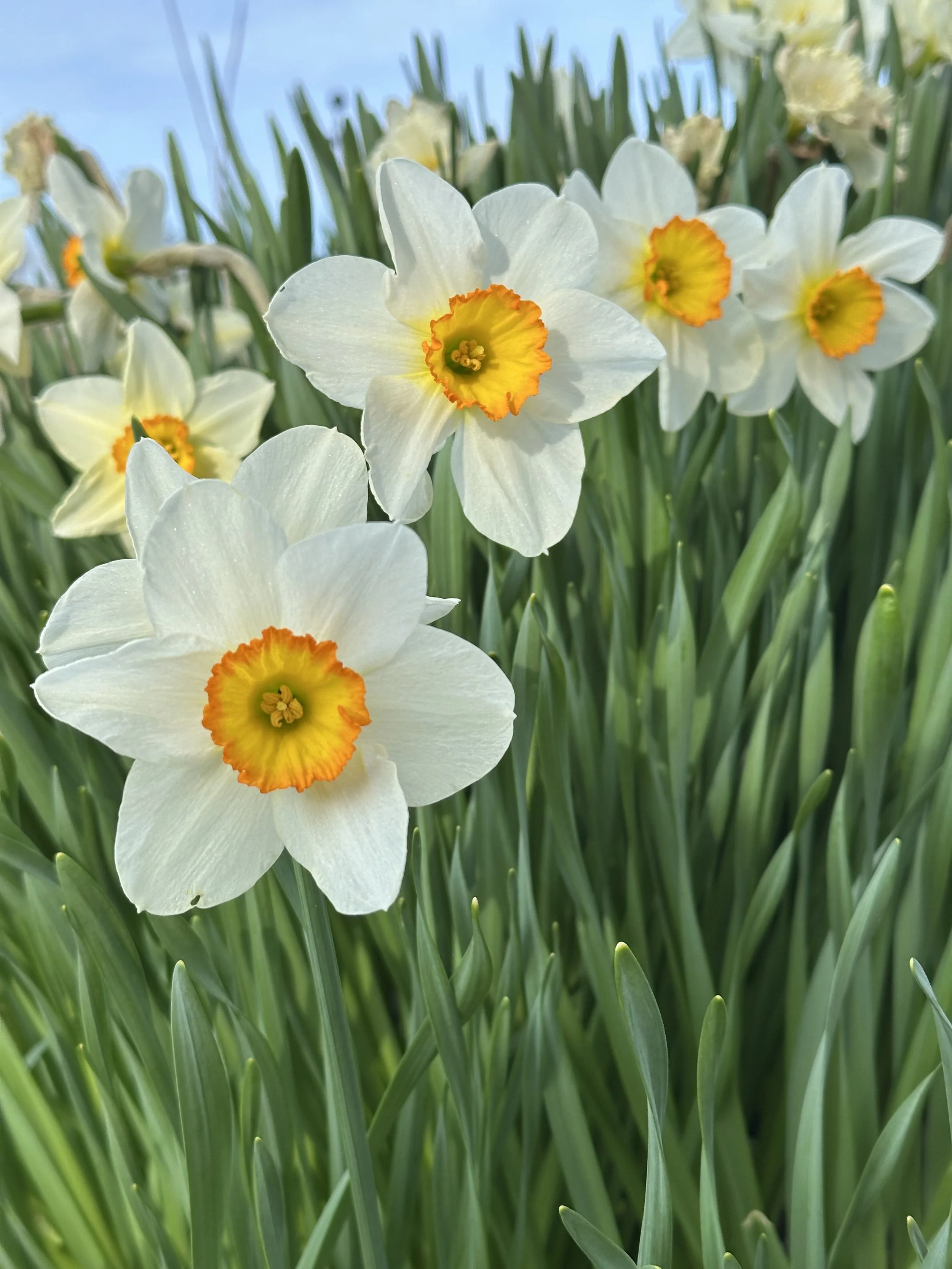 Daffodils