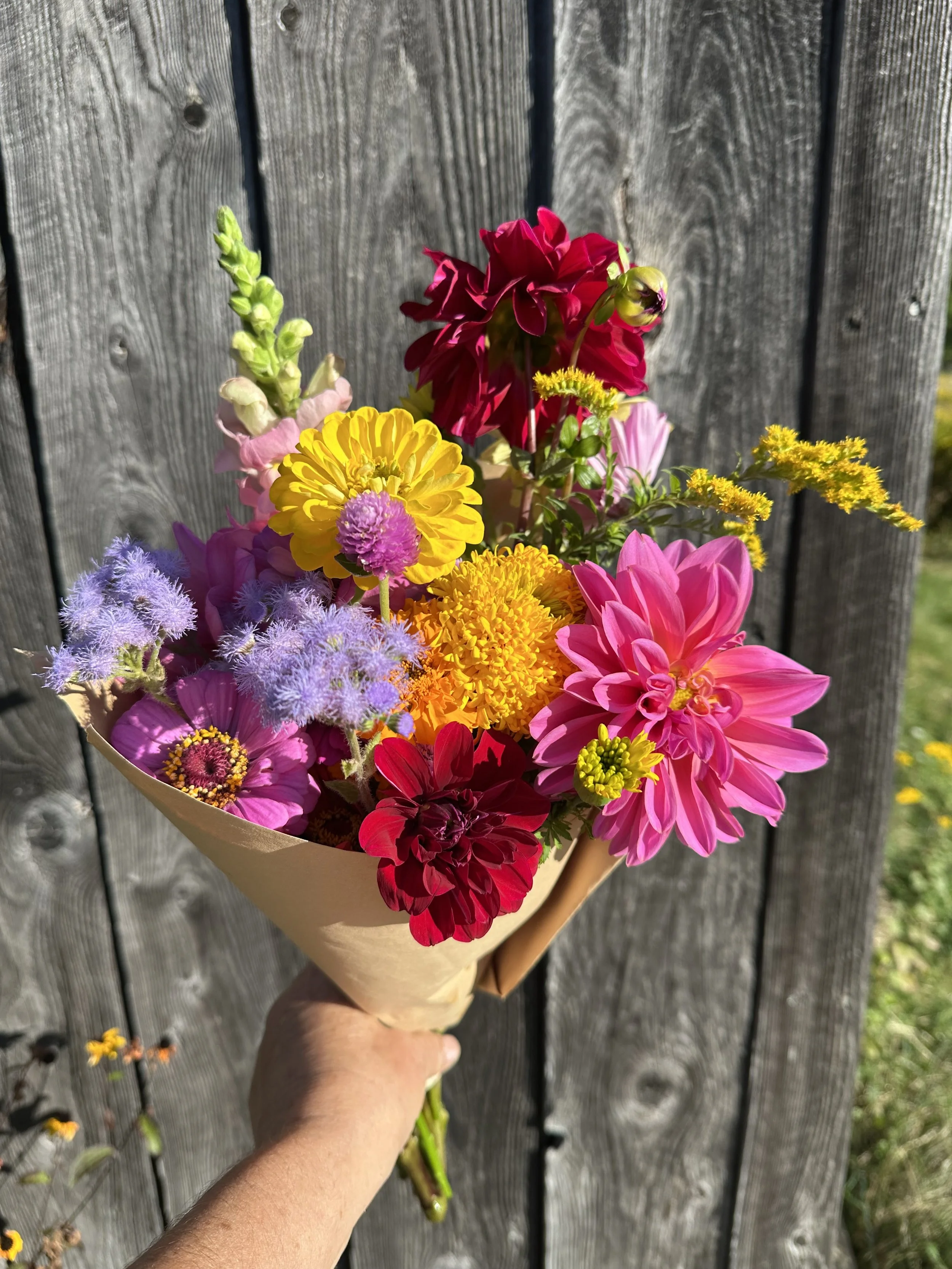 Large Wrapped Market Bouquet with Dahlias, Ageratum, Snapdragons, Gomphrena.