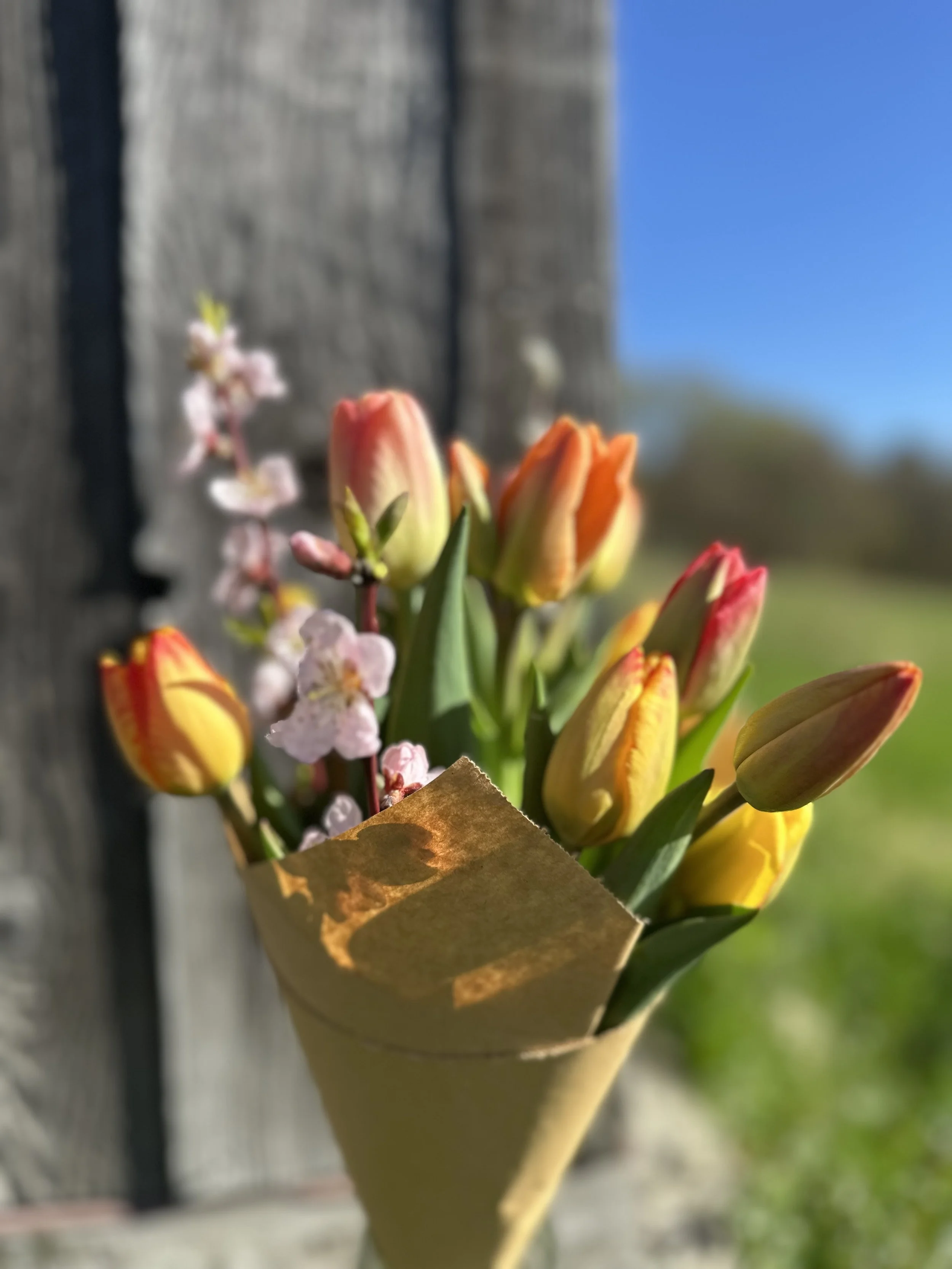Mixed Tulip bouquet with Pink Plum blooms wrapped in kraft paper.