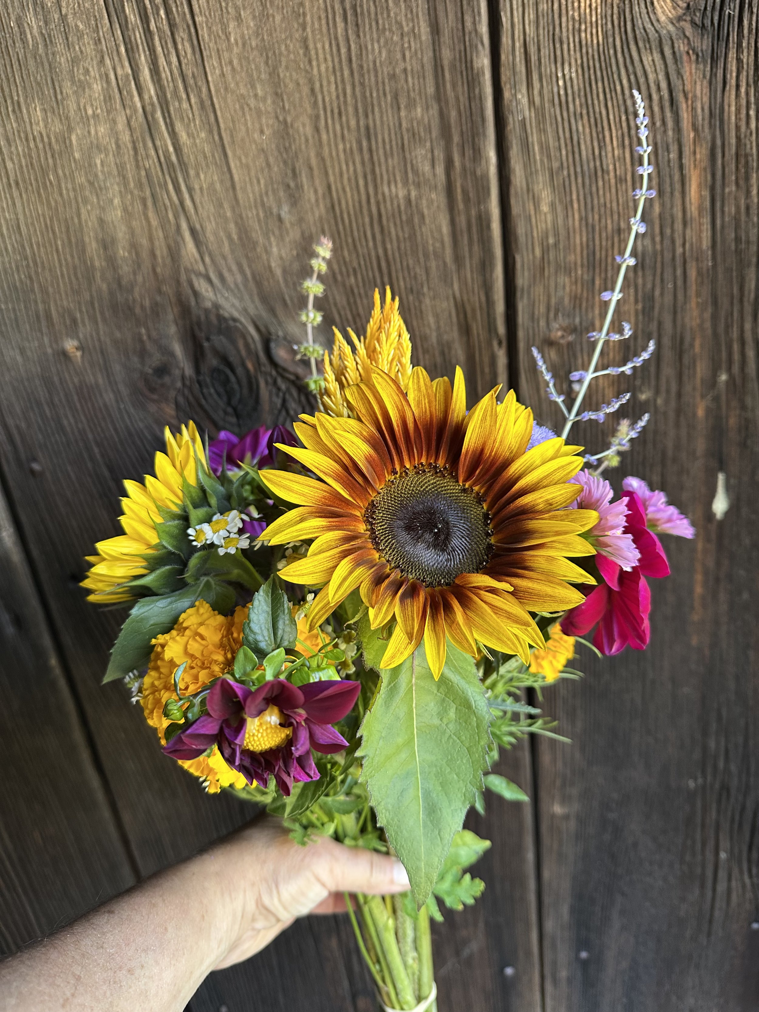 Sunflower Bouquet Pro Cut Sunflowers