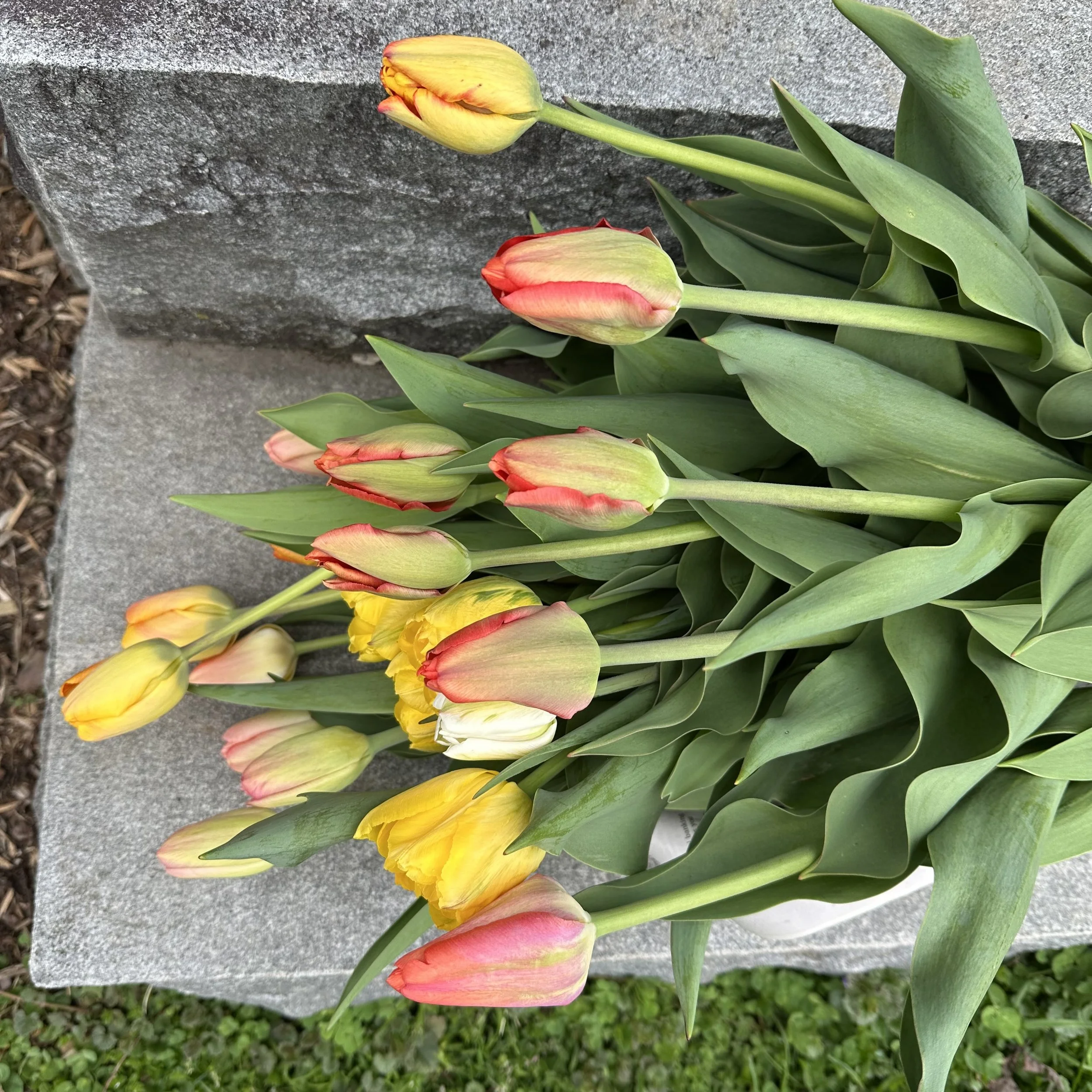 Fresh picked specialty tulips in yellow, pink, white and orange resting on a granite step.